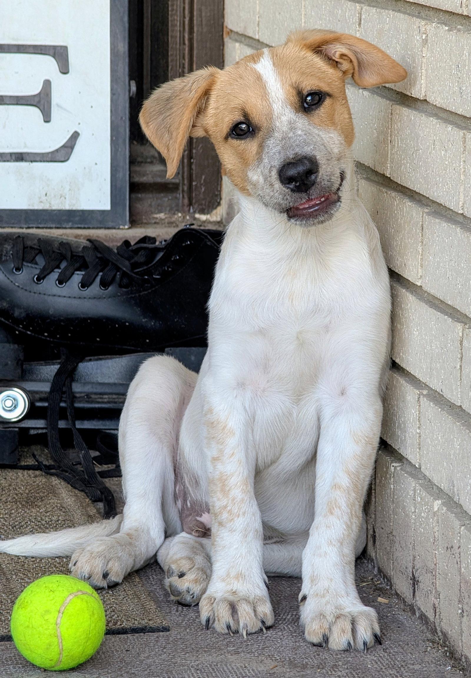 Admiral Boom, Adoptable, Puppy Male Cattle Dog.