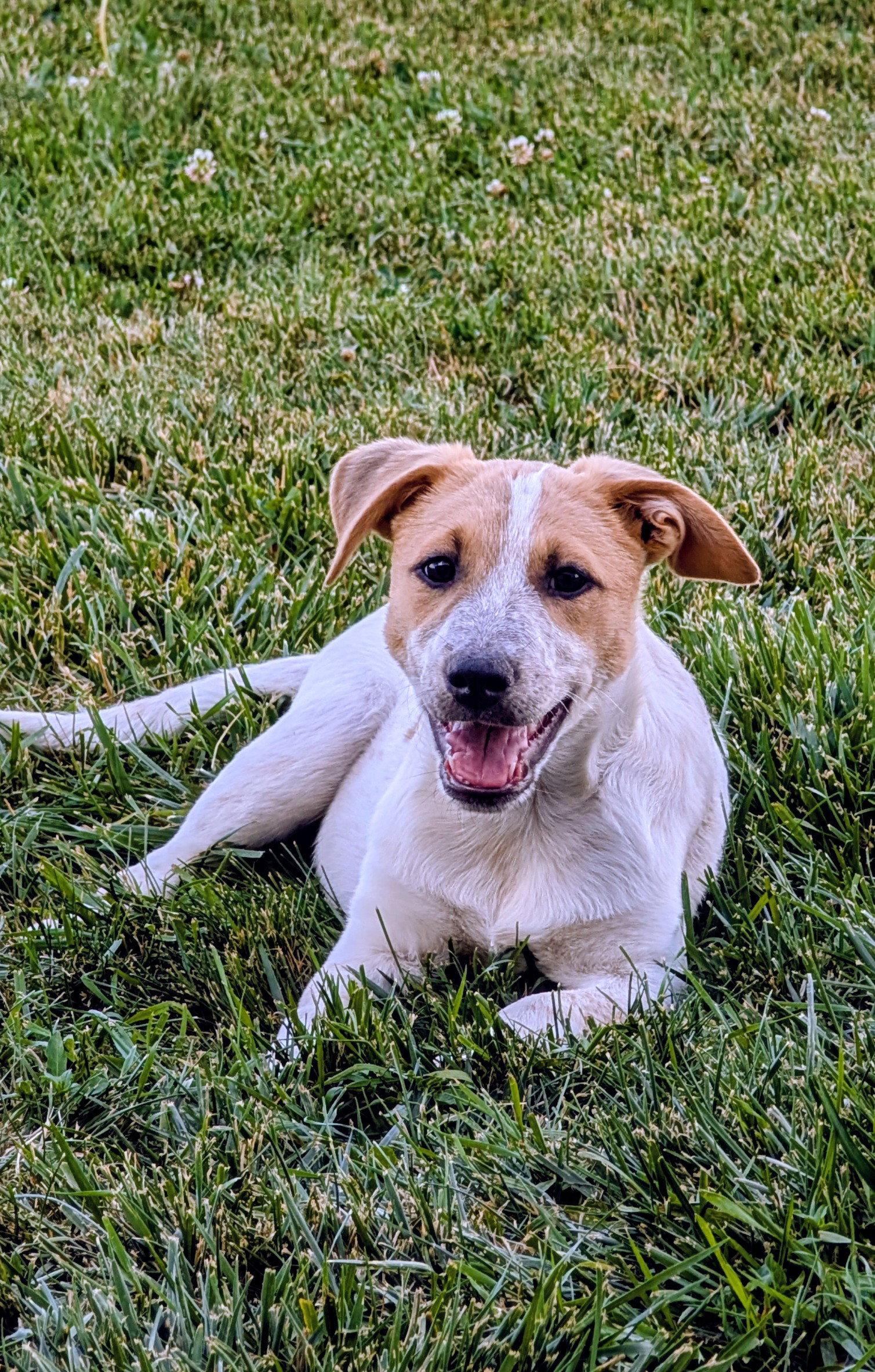 Enlarge Admiral Boom, a Adoptable Cattle Dog in Salt Lake City, UT image 2/3