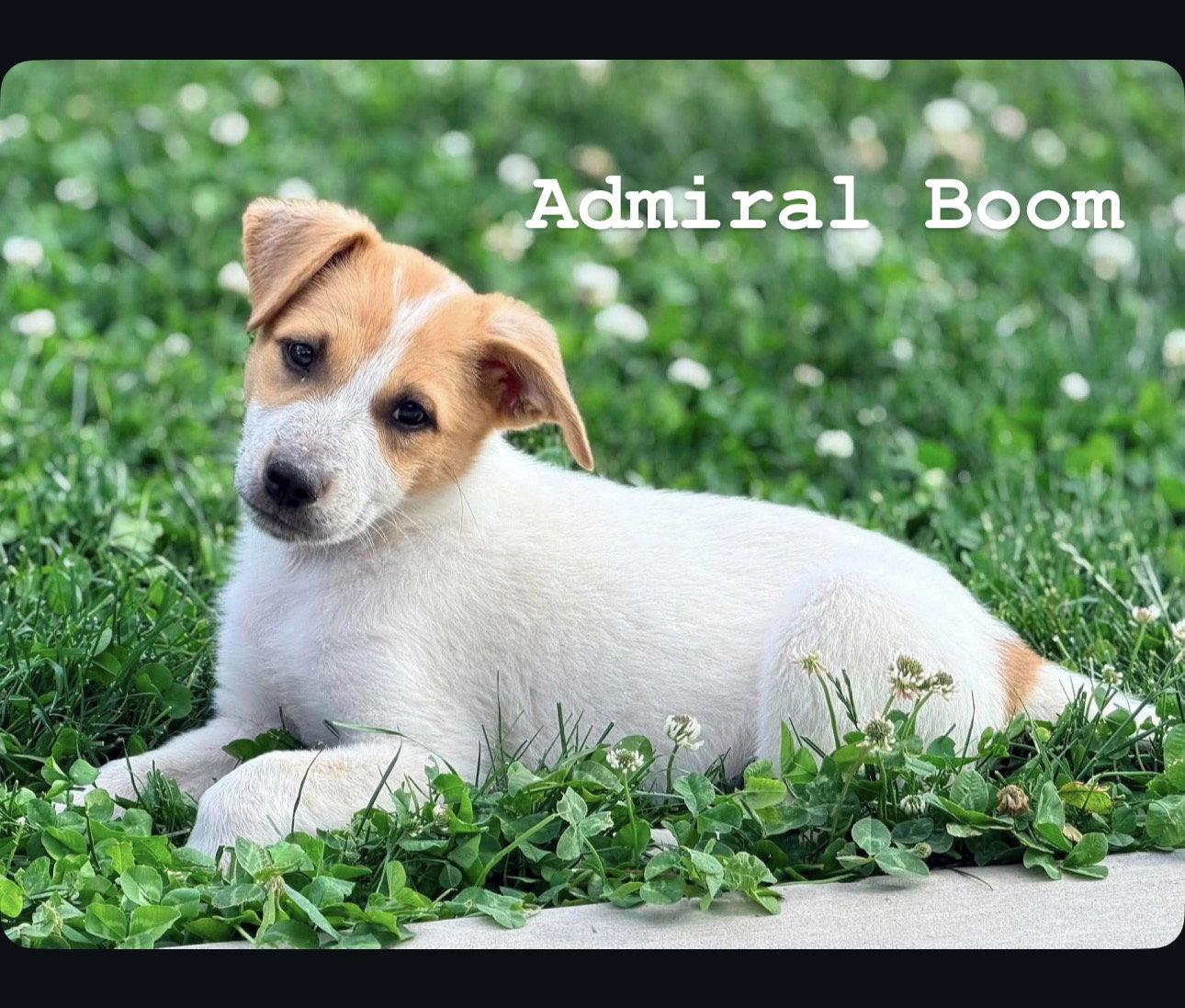 Admiral Boom, Adoptable, Puppy Male Cattle Dog.