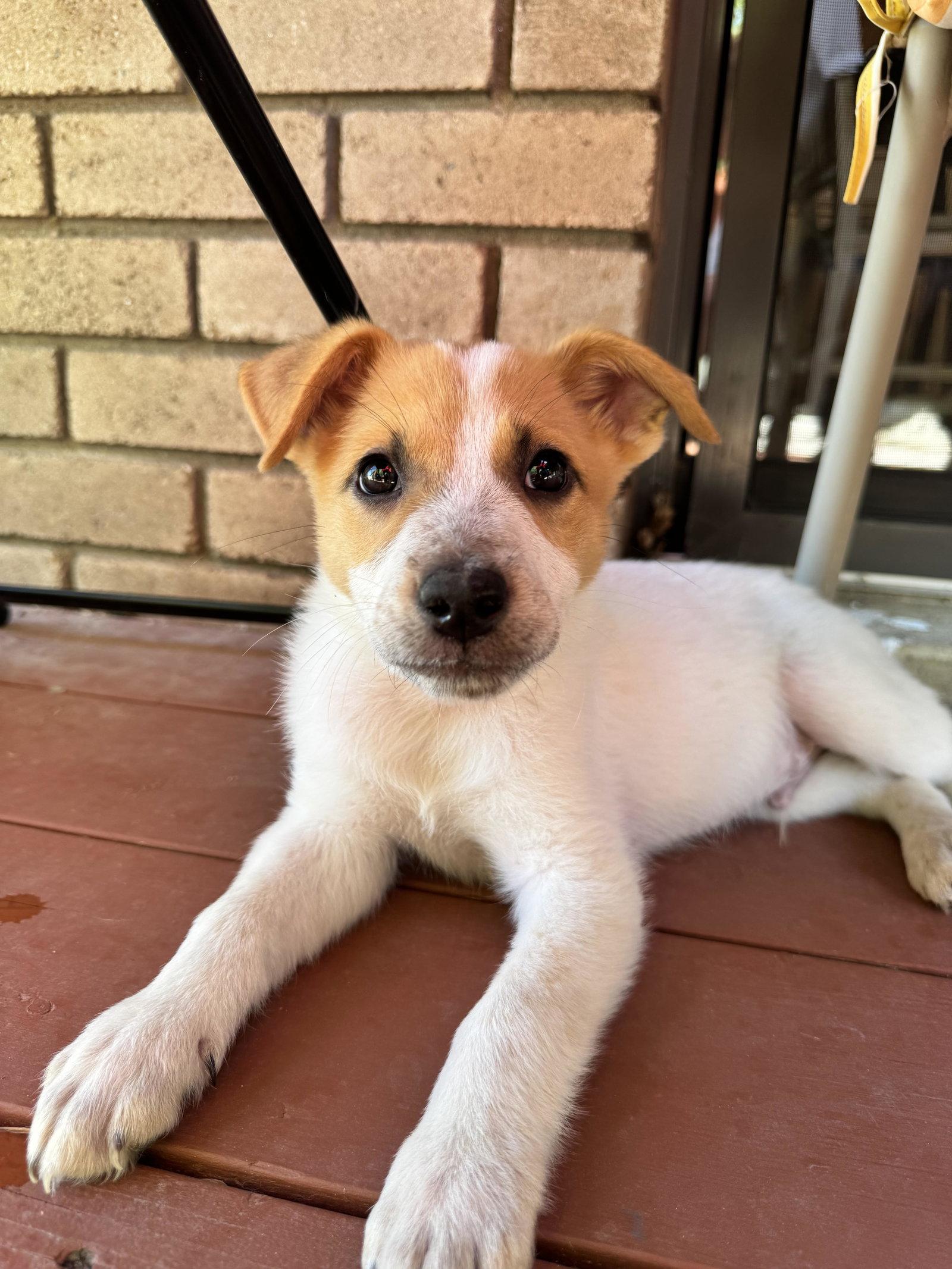Admiral Boom, a Adoptable Cattle Dog in Salt Lake City, UT image 2/3