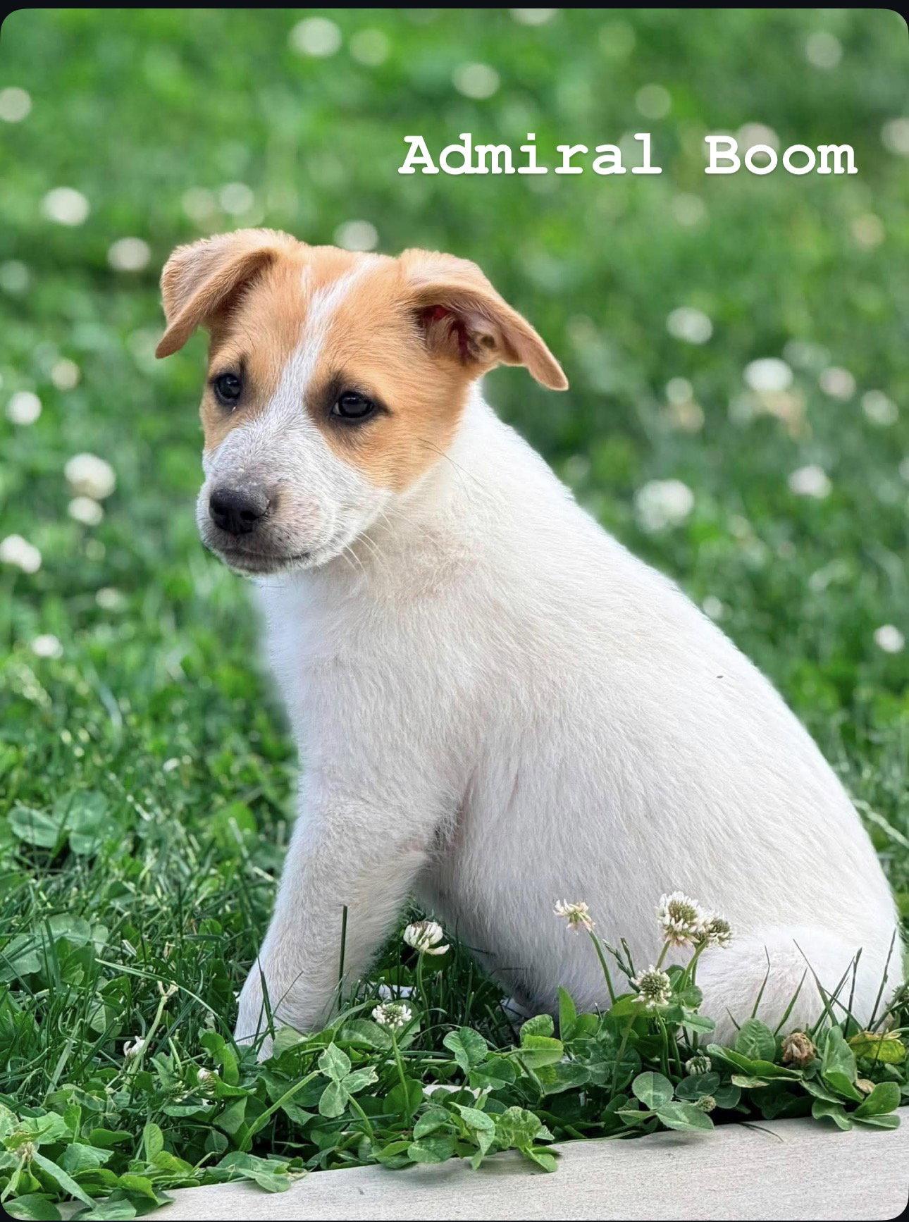 Admiral Boom, a Adoptable Cattle Dog in Salt Lake City, UT image 3/3