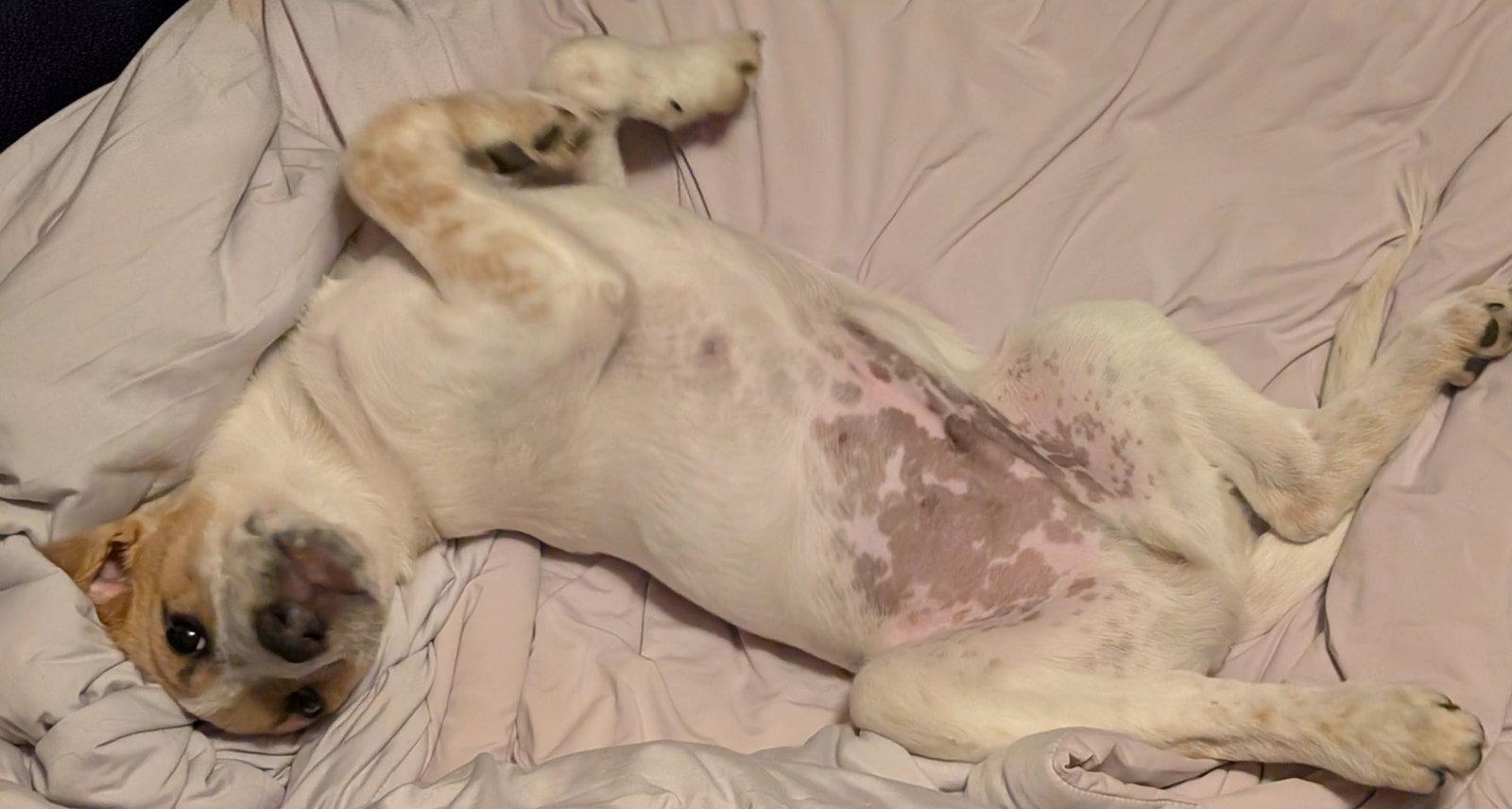 Enlarge Admiral Boom, a Adoptable Cattle Dog in Salt Lake City, UT image 3/3