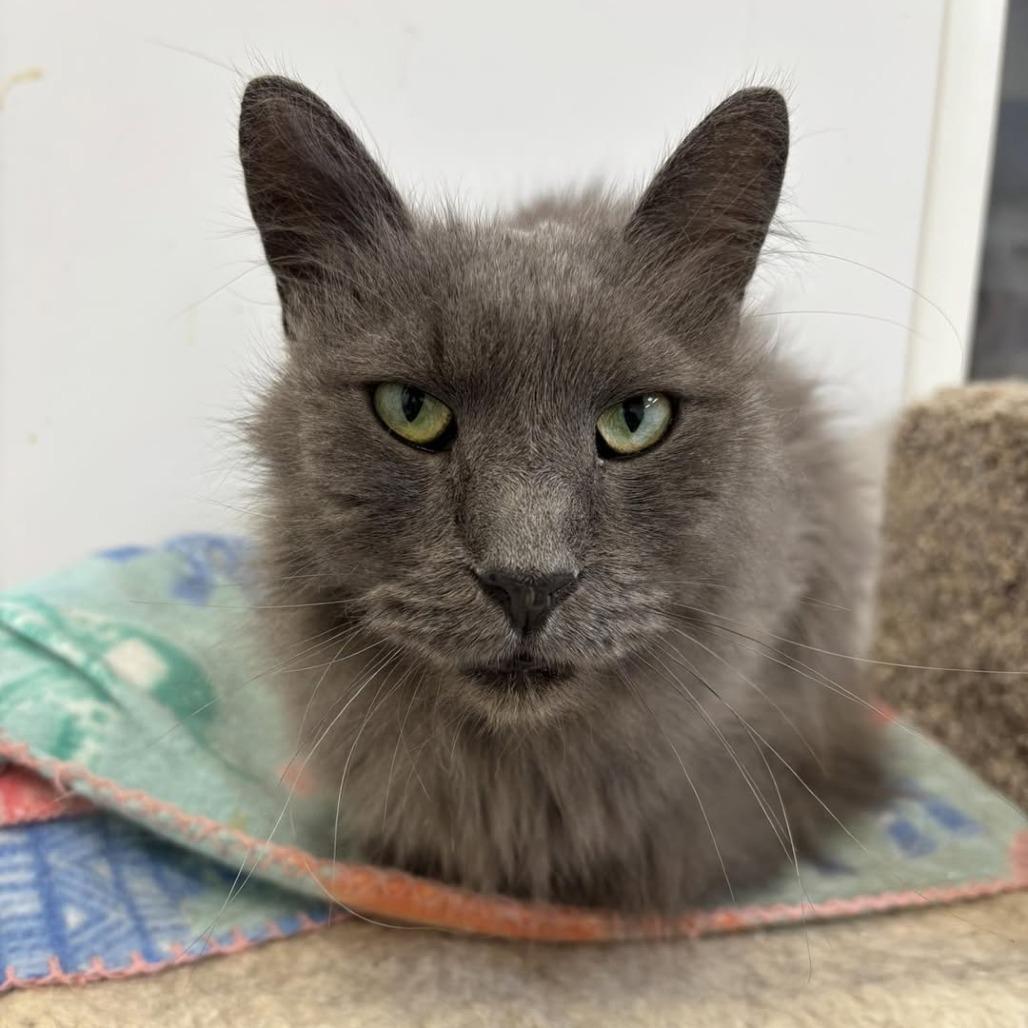 Enlarge Dusty, a Adoptable Domestic Medium Hair in Madison, WI image 1/1