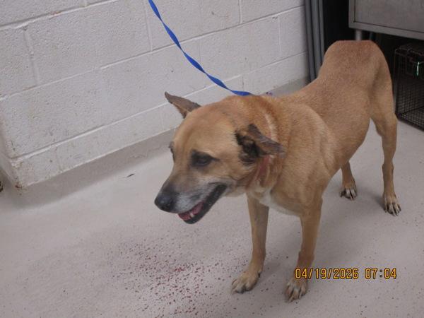 Maximos(808), Adoptable, Senior Male Shepherd.