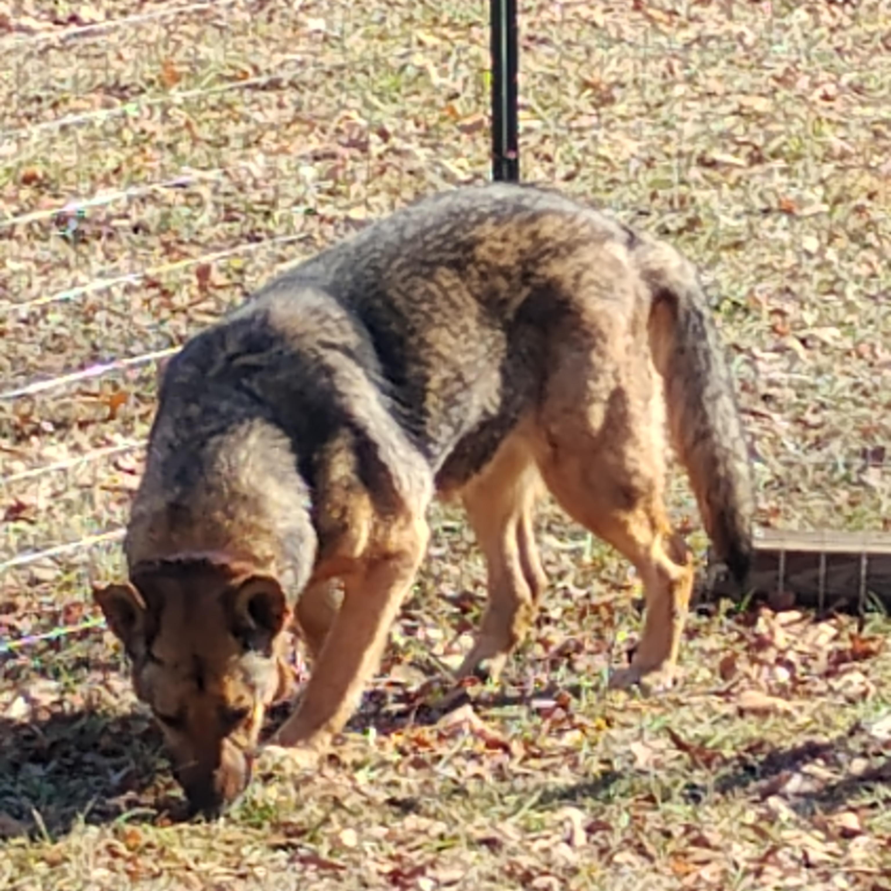 Enlarge Jackson, a Adoptable German Shepherd Dog in Roswell, GA image 1/2