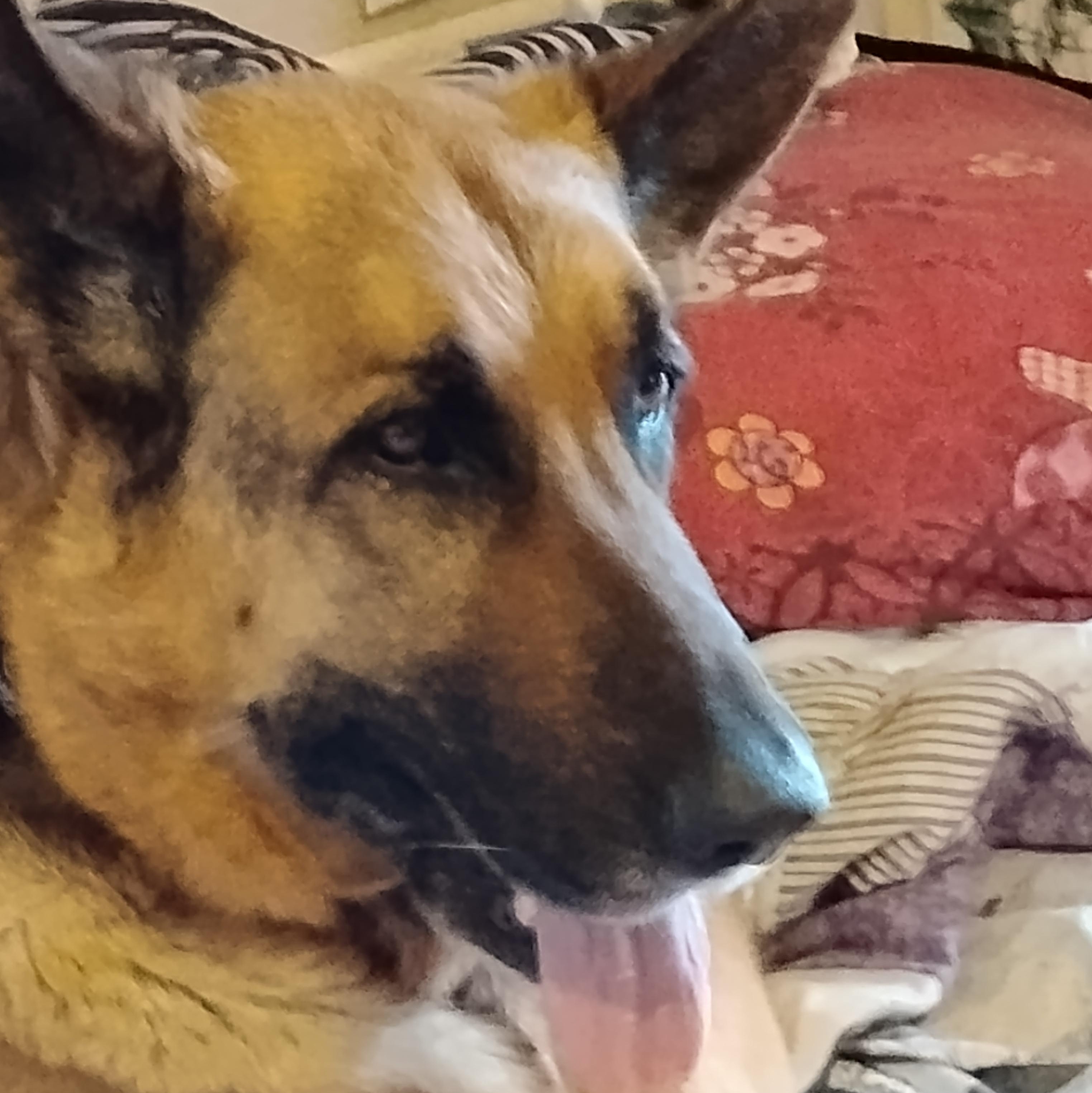 Enlarge Jackson, a Adoptable German Shepherd Dog in Roswell, GA image 2/2