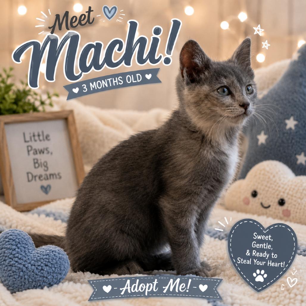 Enlarge Machi, a Adoptable Domestic Short Hair in Waldorf, MD image 1/2