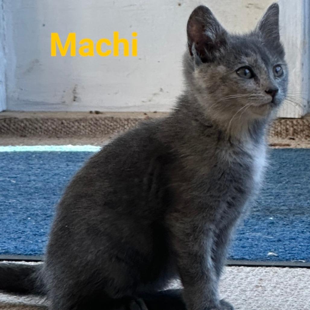Enlarge Machi, a Adoptable Domestic Short Hair in Waldorf, MD image 2/2