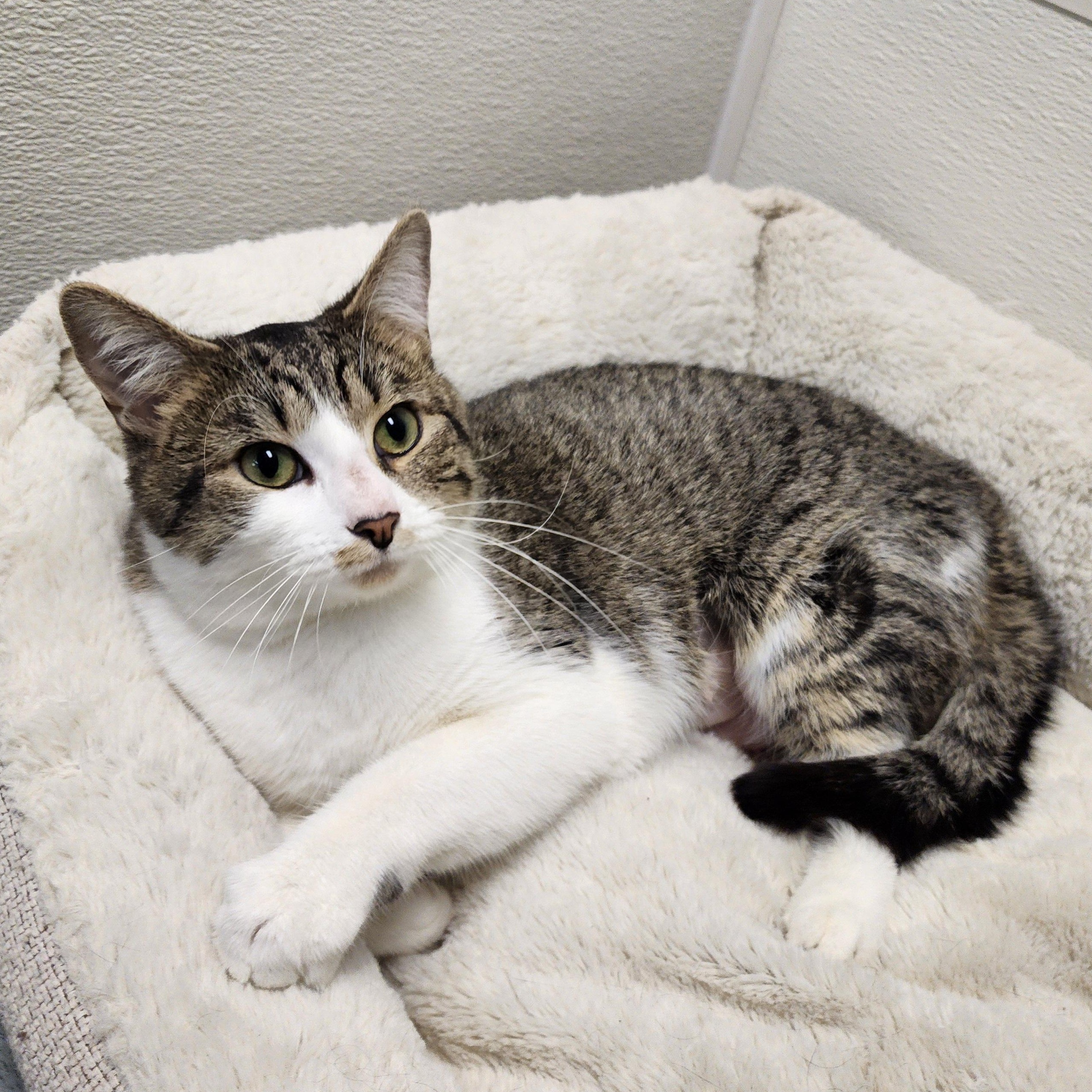 Enlarge Mel, an adoptable mixed breed in Greensboro, NC image 2/6