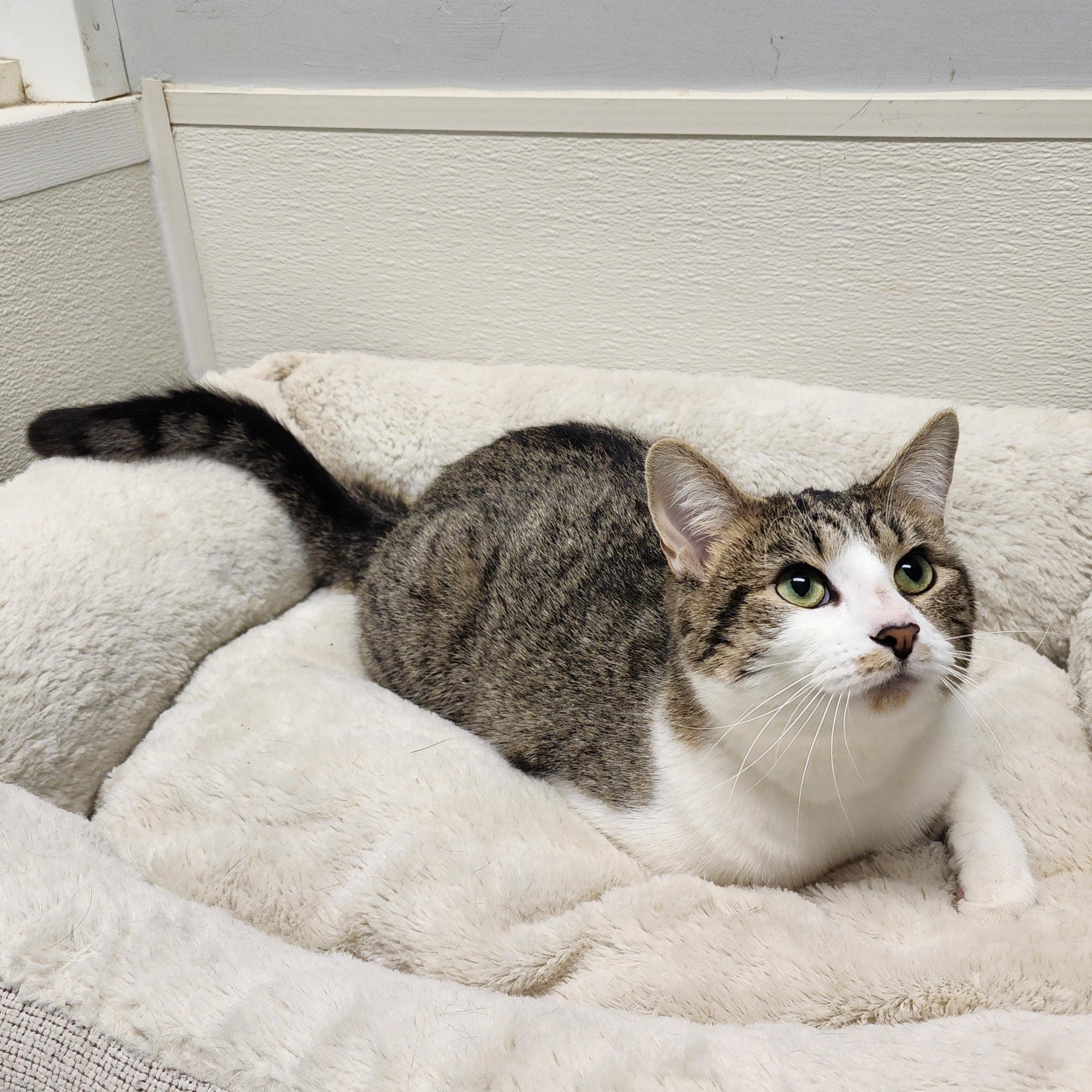 Enlarge Mel, an adoptable mixed breed in Greensboro, NC image 3/6