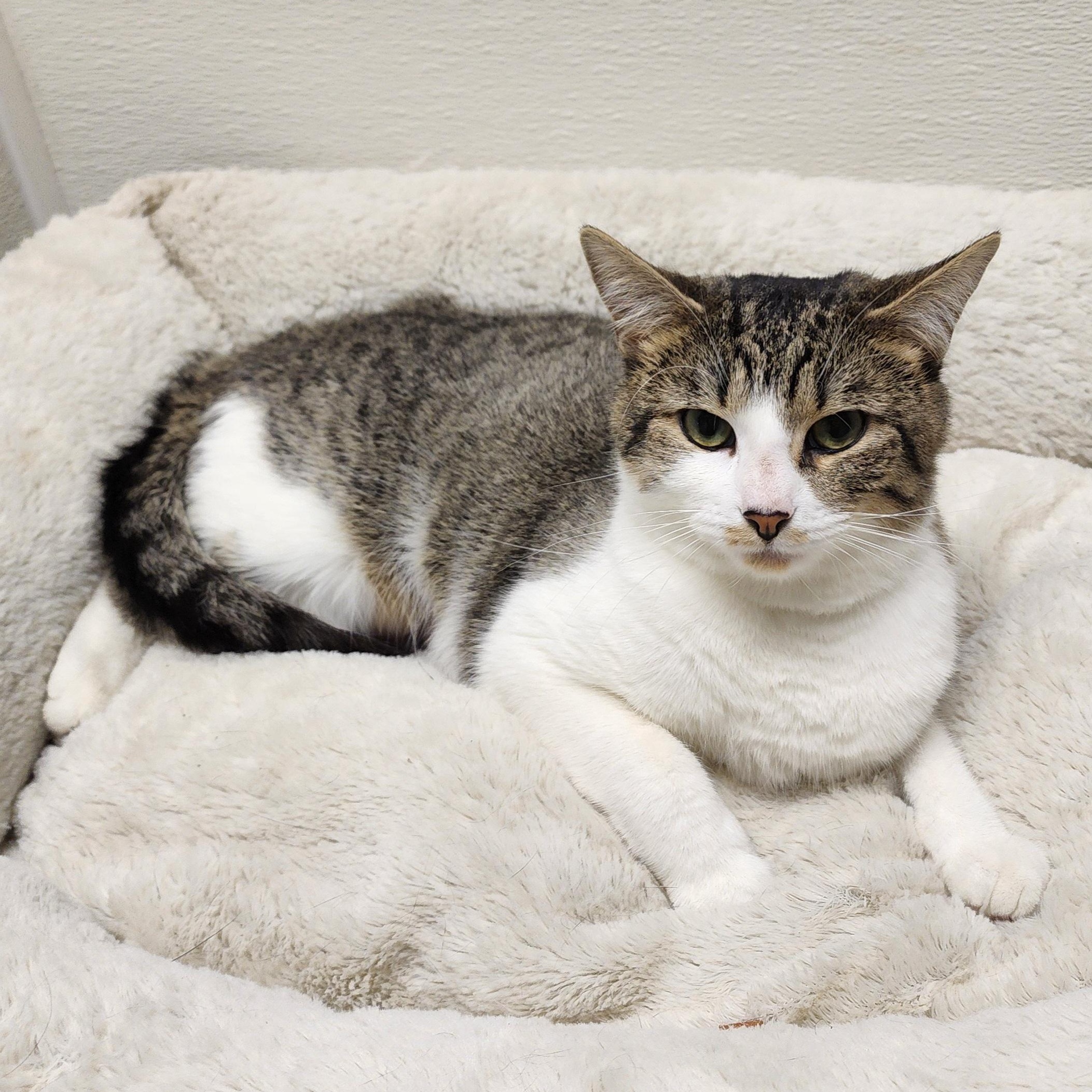 Enlarge Mel, an adoptable mixed breed in Greensboro, NC image 5/6