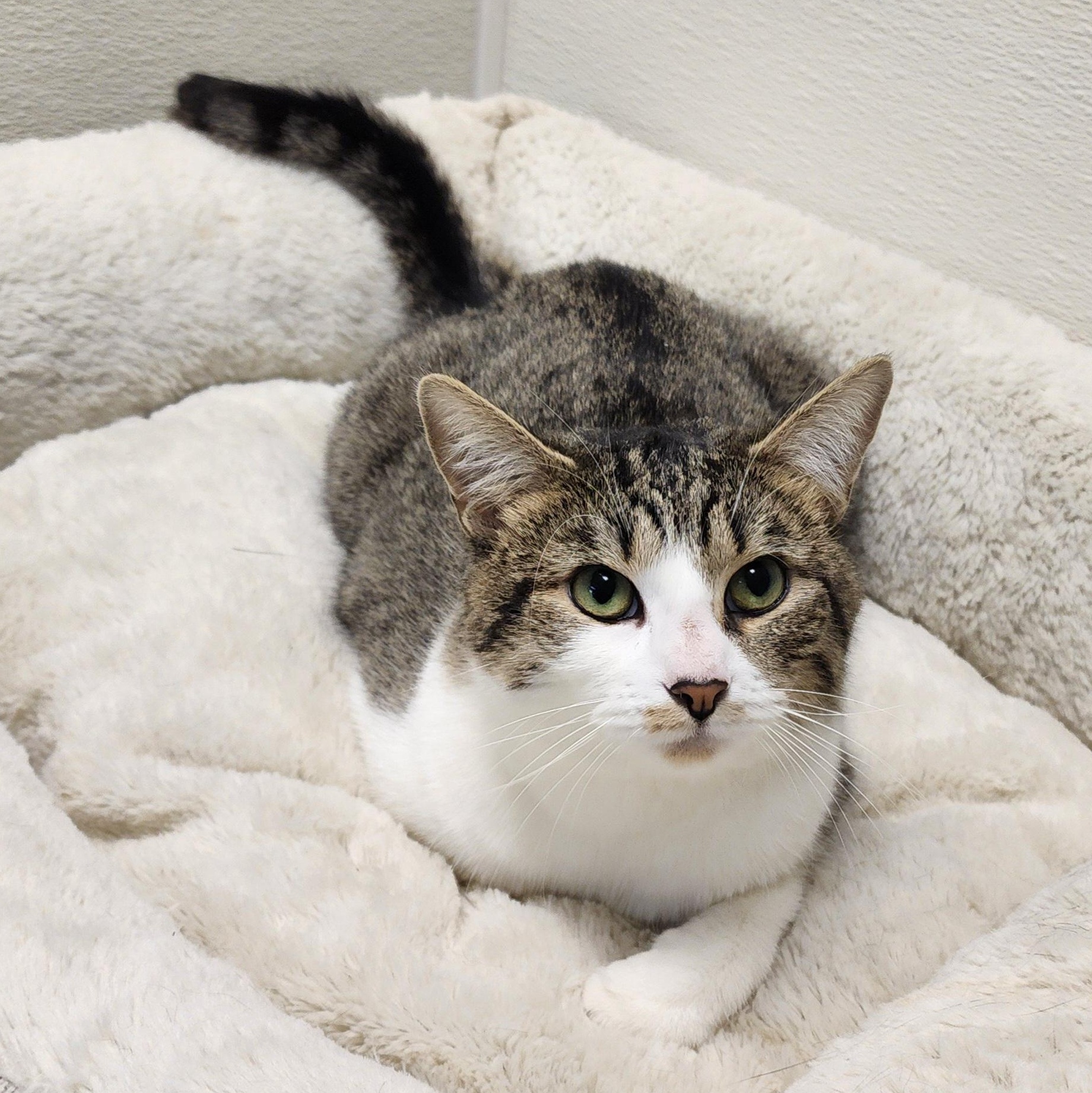 Enlarge Mel, an adoptable mixed breed in Greensboro, NC image 1/6