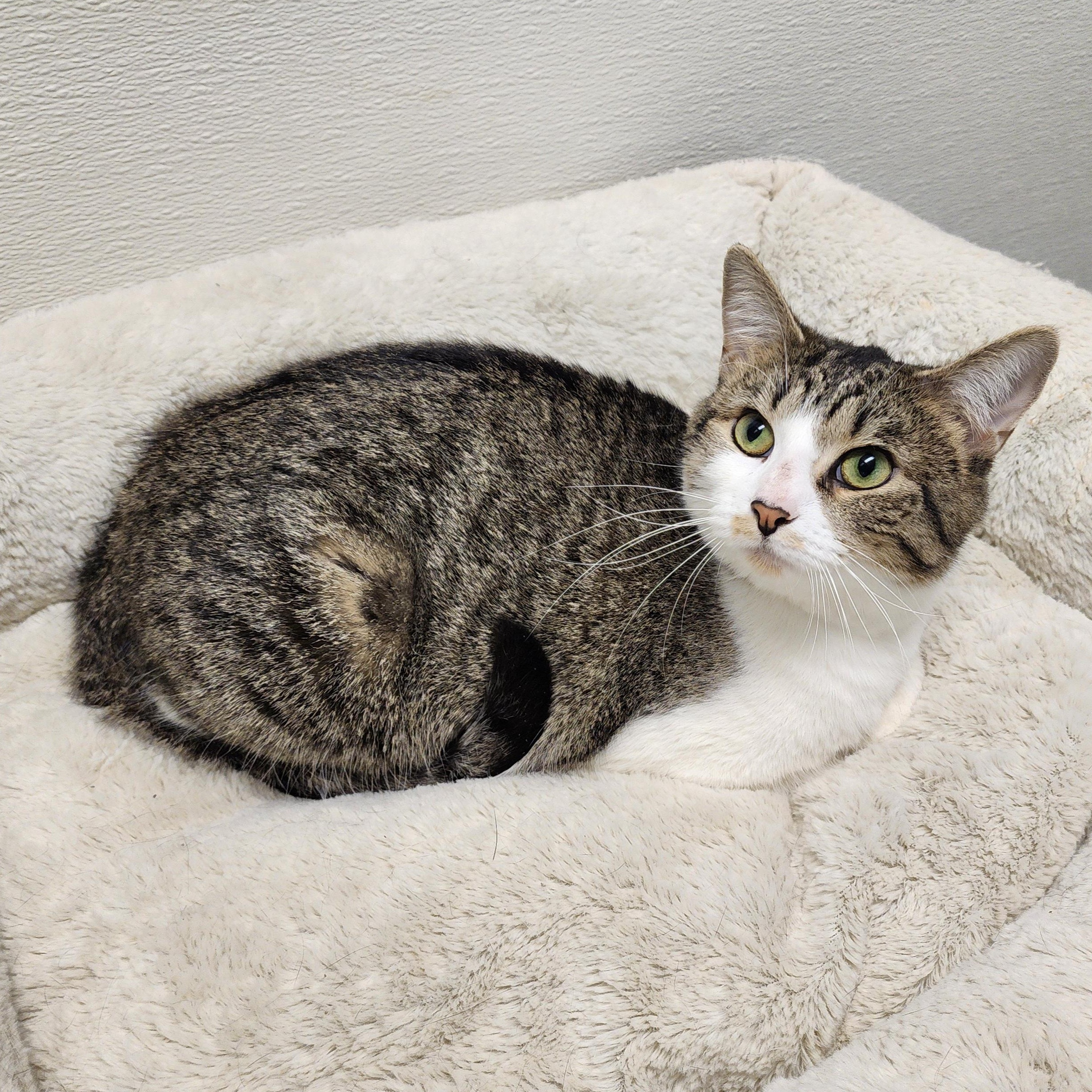 Enlarge Mel, an adoptable mixed breed in Greensboro, NC image 6/6