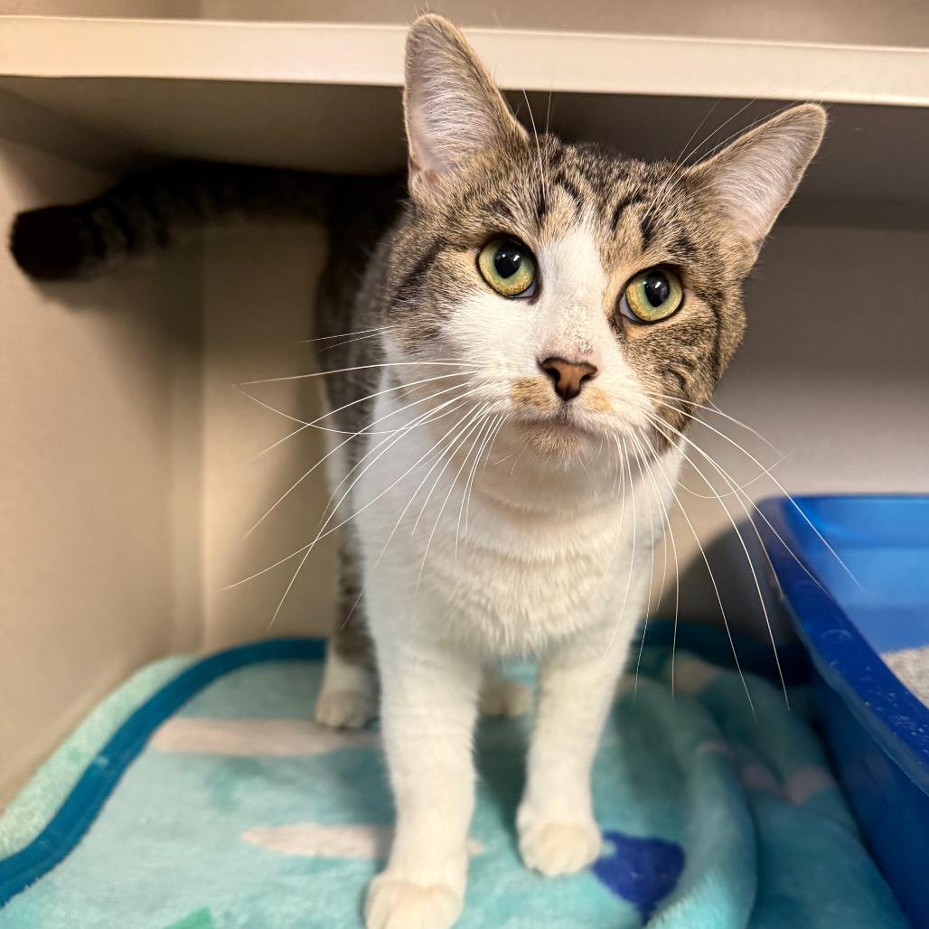 Mel, adoptable, Adult Female Tabby & Domestic Short Hair.