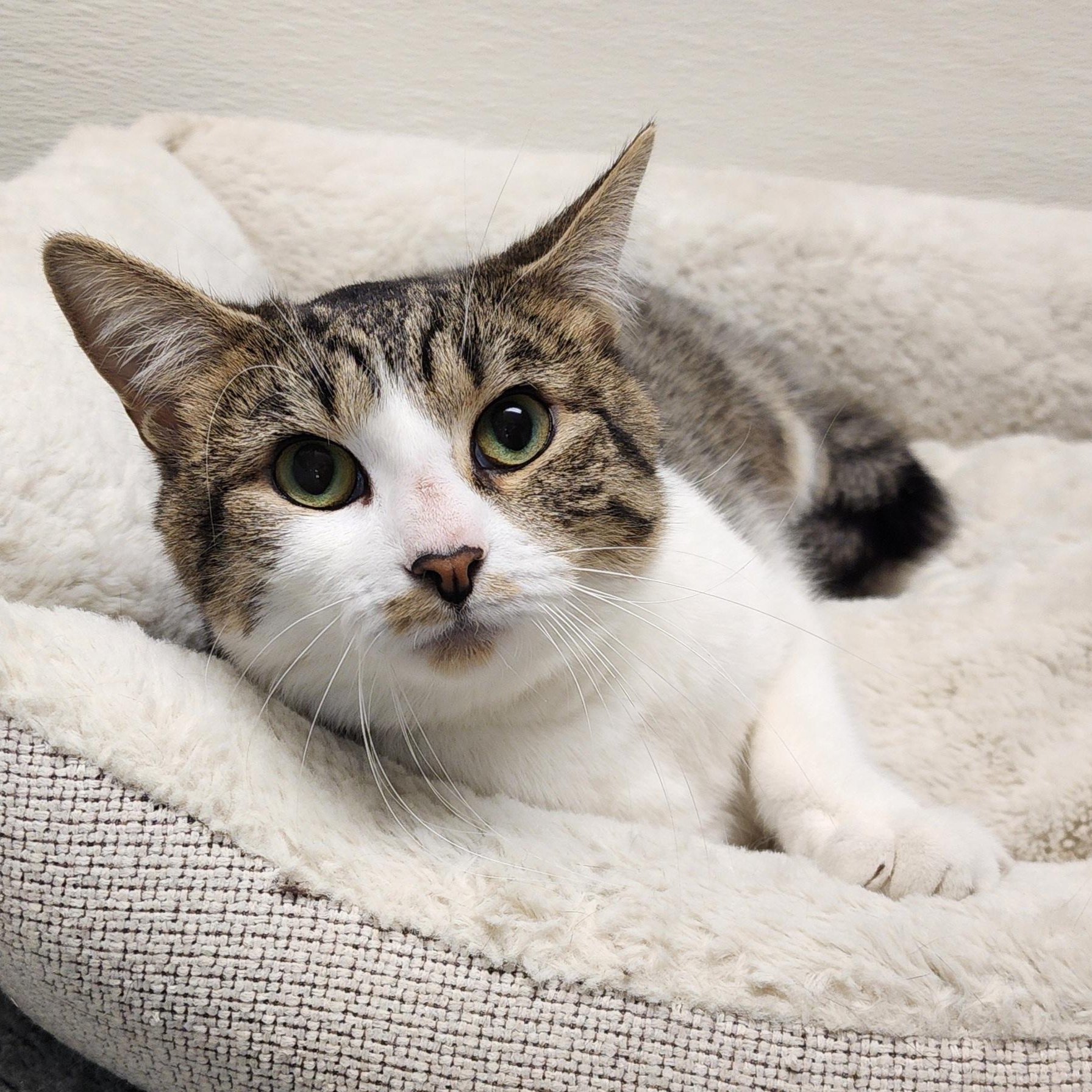 Enlarge Mel, an adoptable mixed breed in Greensboro, NC image 4/6