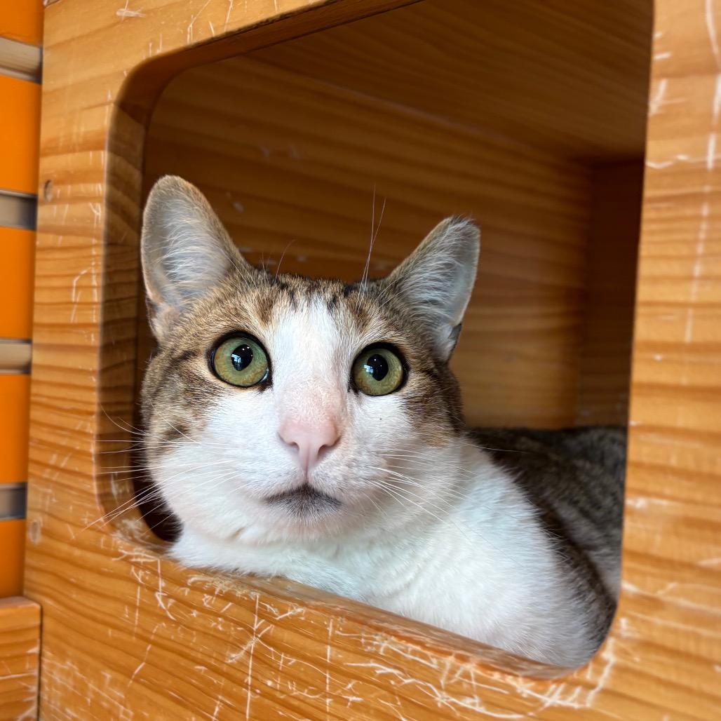 Joey, a Adoptable Domestic Short Hair in Washington Township, OH image 1/6