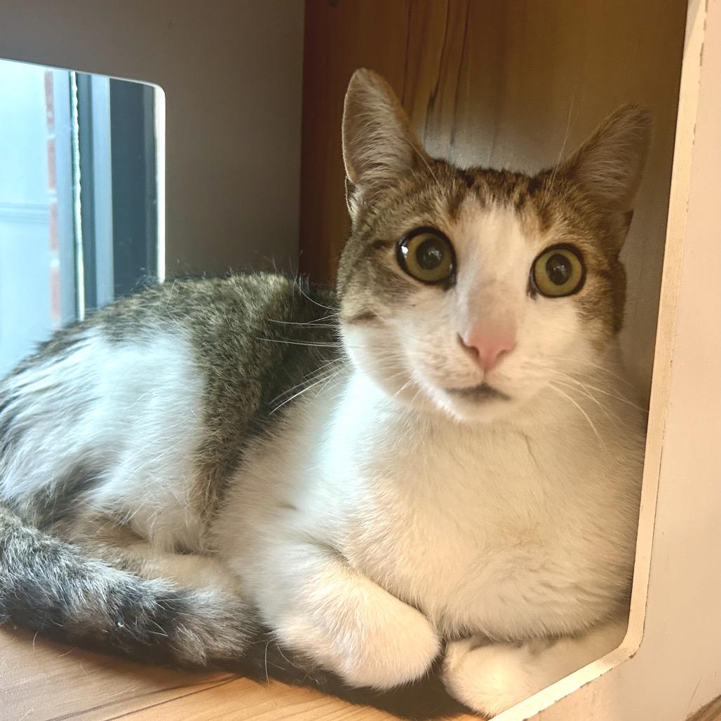 Joey, a Adoptable Domestic Short Hair in Washington Township, OH image 3/6