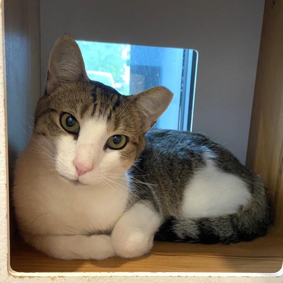 Joey, a Adoptable Domestic Short Hair in Washington Township, OH image 4/6
