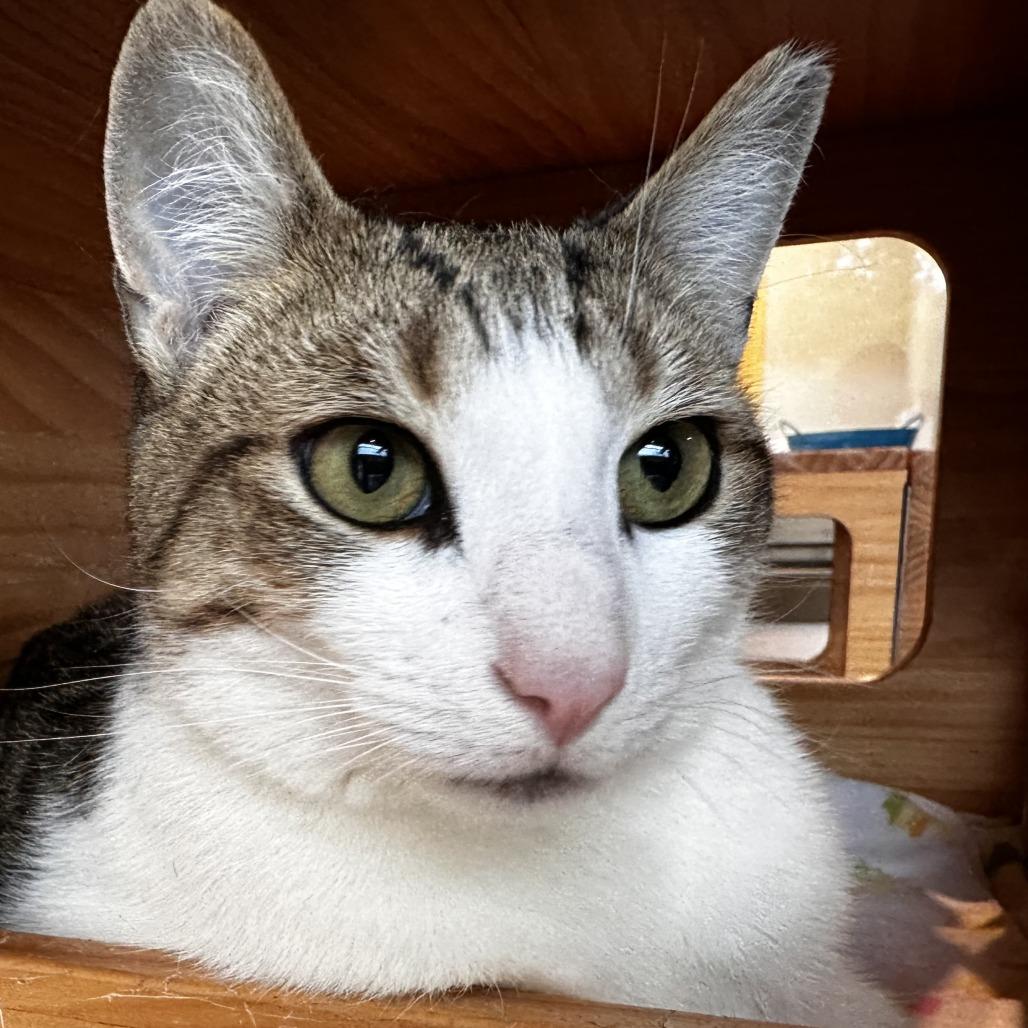 Joey, a Adoptable Domestic Short Hair in Washington Township, OH image 5/6
