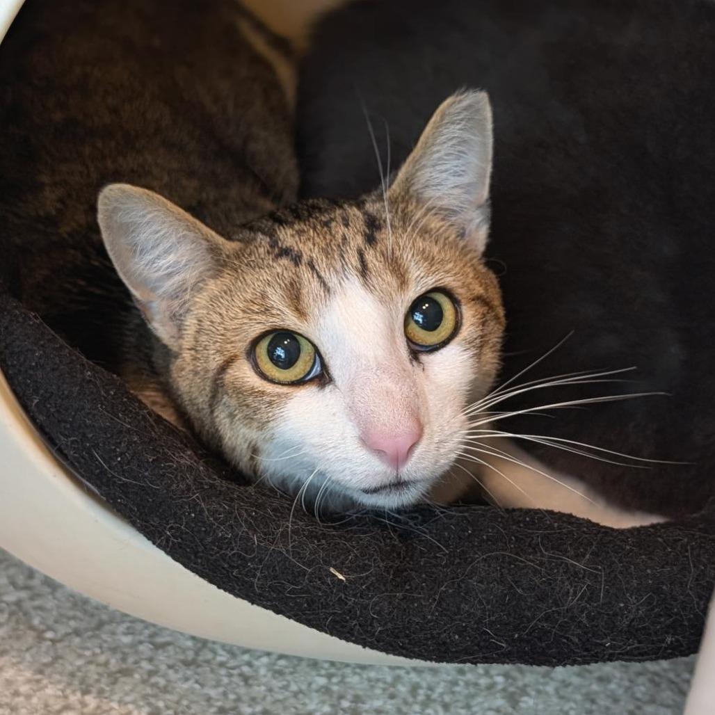 Joey, a Adoptable Domestic Short Hair in Washington Township, OH image 6/6
