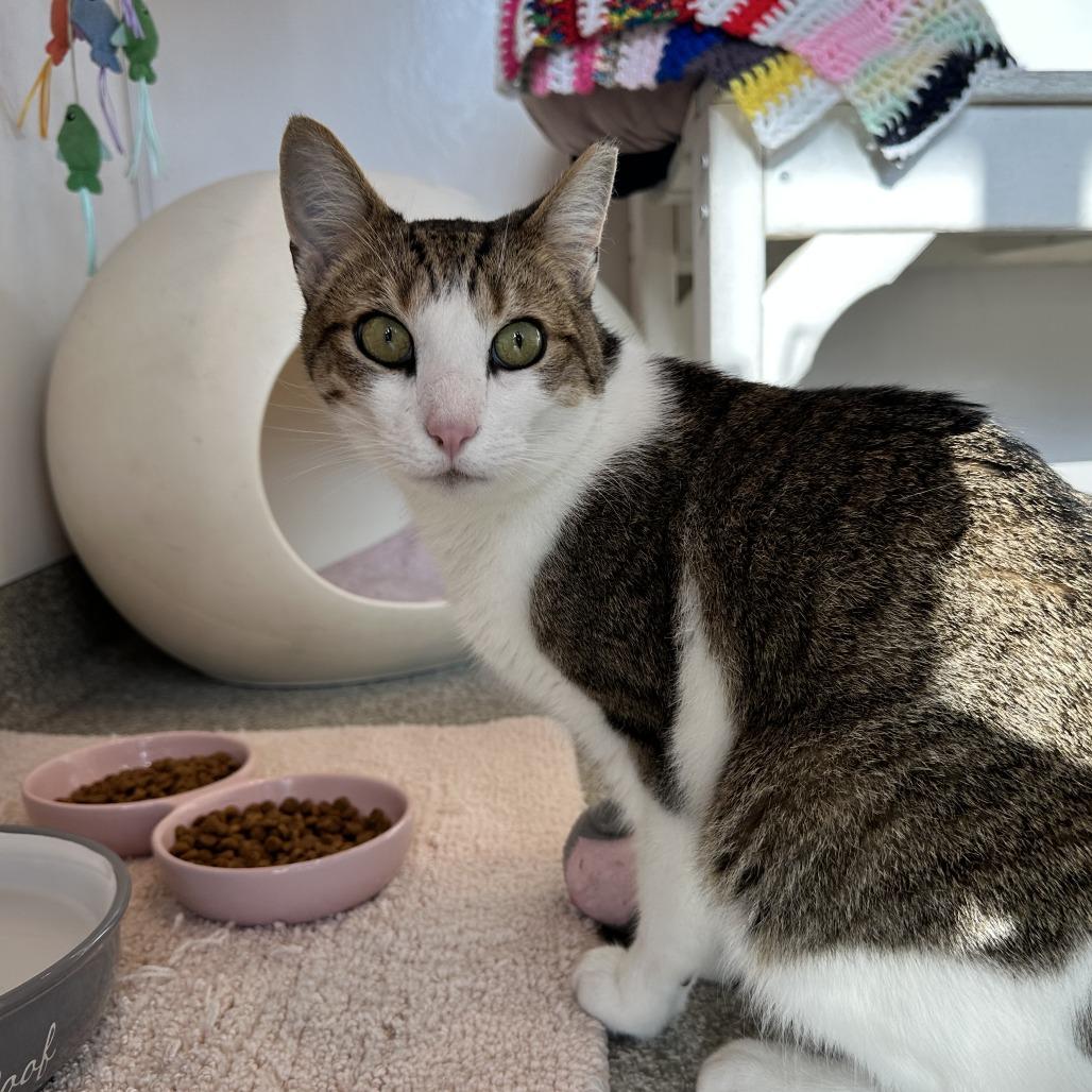 Joey, a Adoptable Domestic Short Hair in Washington Township, OH image 5/6