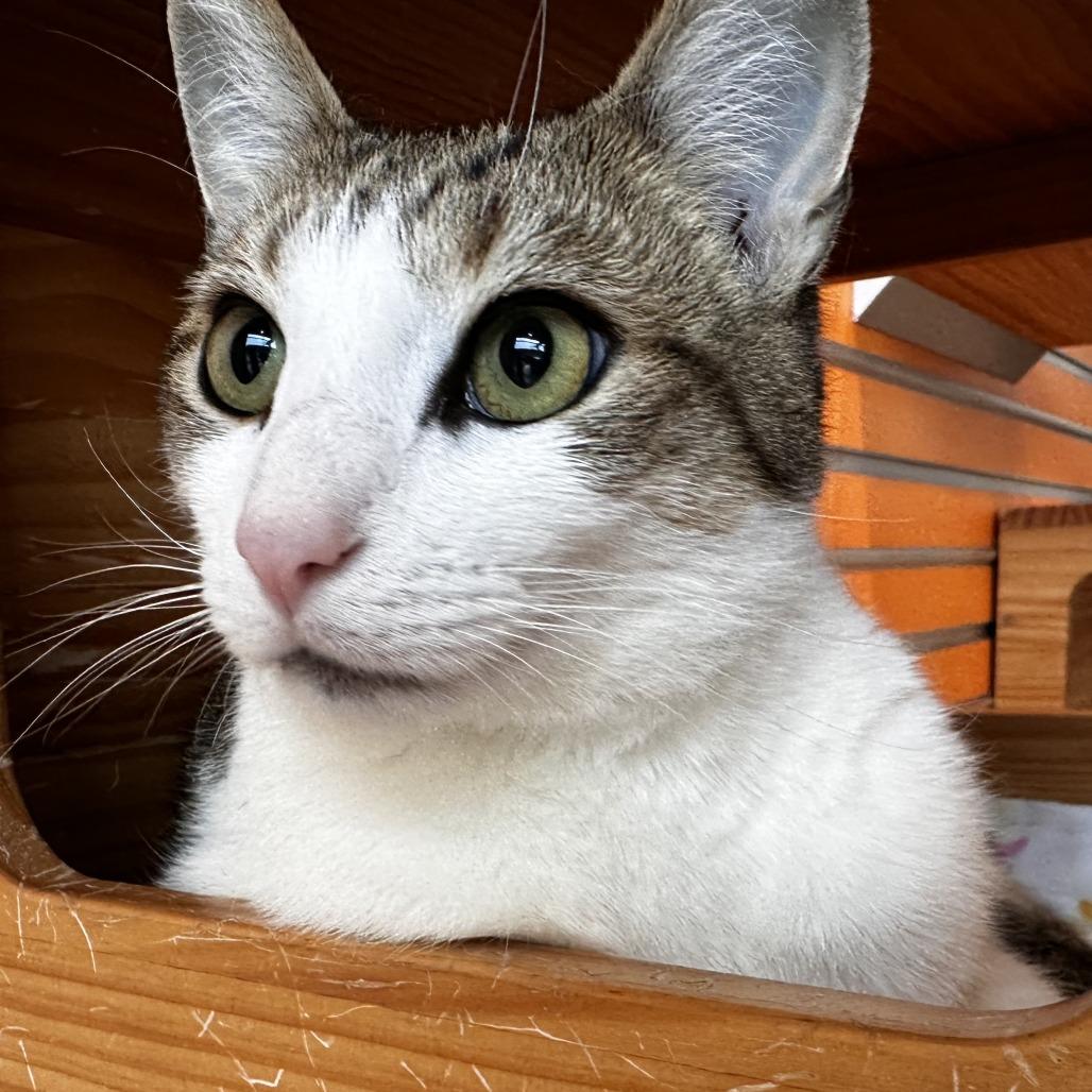 Joey, a Adoptable Domestic Short Hair in Washington Township, OH image 6/6
