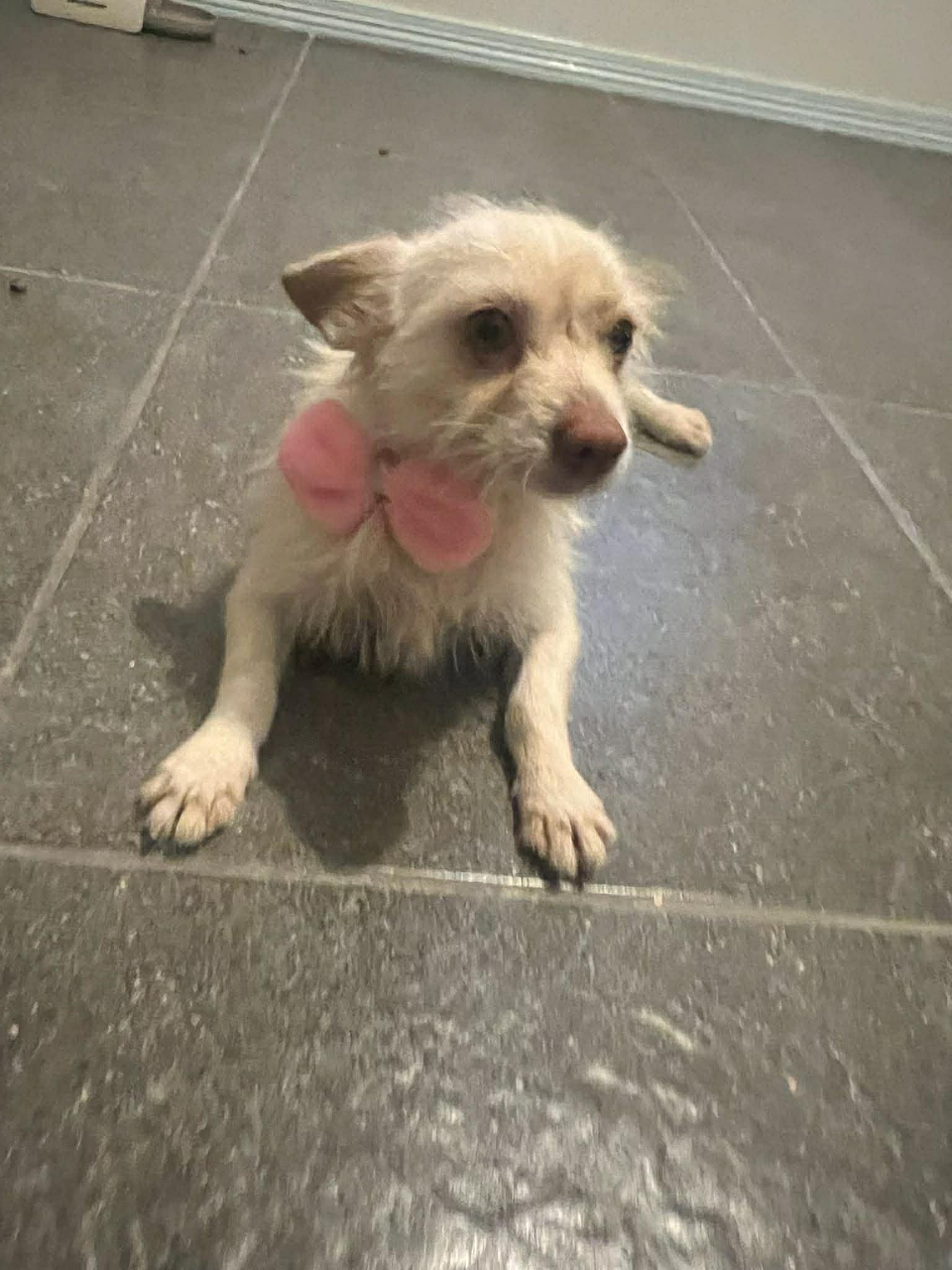 Enlarge Shelby, an adopted Chihuahua in Woodstock, ON image 2/3