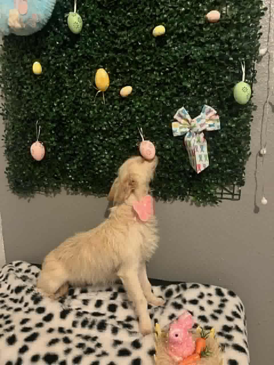 Enlarge Shelby, an adopted Chihuahua in Woodstock, ON image 3/3