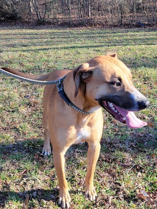 Scully, Adoptable, Adult Male German Shepherd Dog & Golden Retriever.