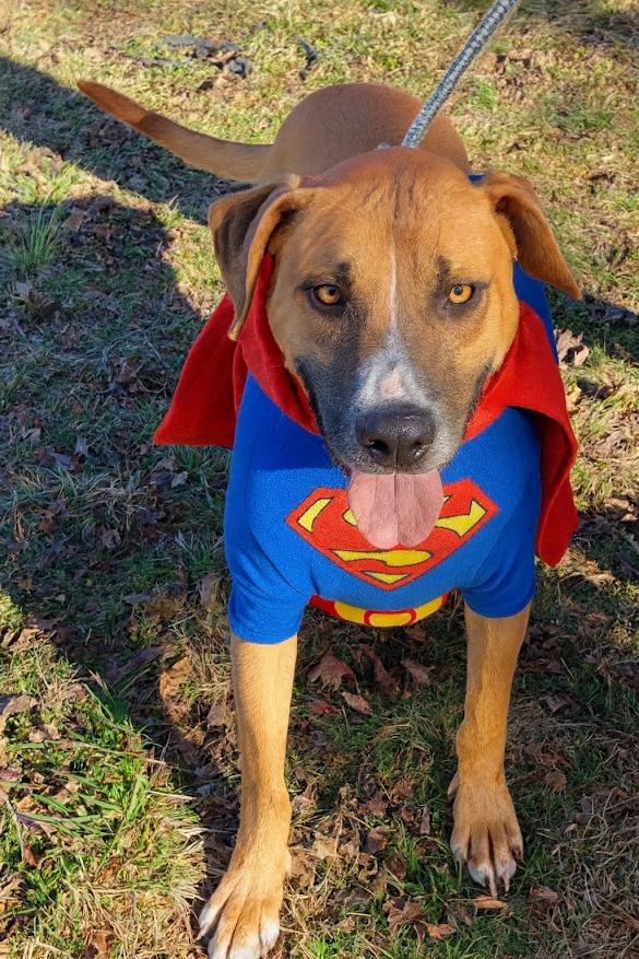 Enlarge Scully, a Adoptable mixed breed in Crossville, TN image 2/6