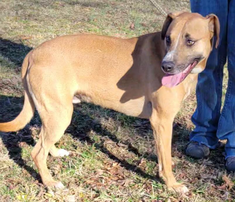 Enlarge Scully, a Adoptable mixed breed in Crossville, TN image 3/6