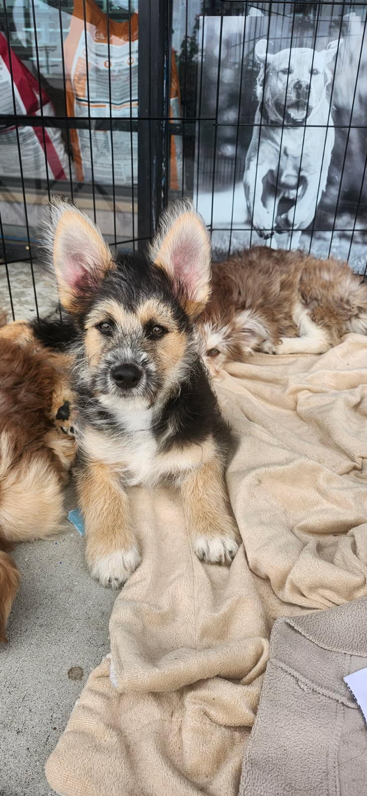 Cowboy, Adoptable, Young Male Goldendoodle & Mixed Breed.
