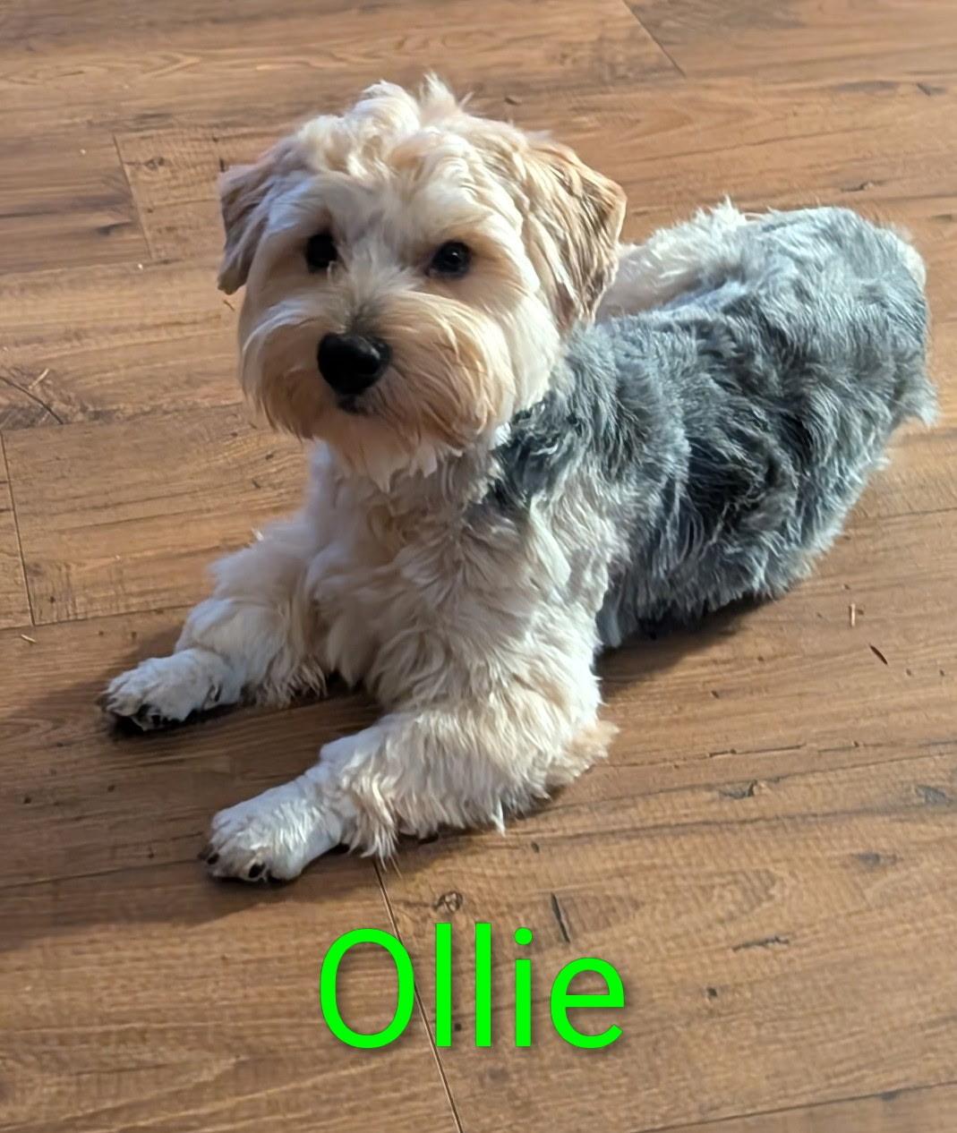 Ollie & Scrappy, a Adopted Morkie in Tacoma, WA image 3/6