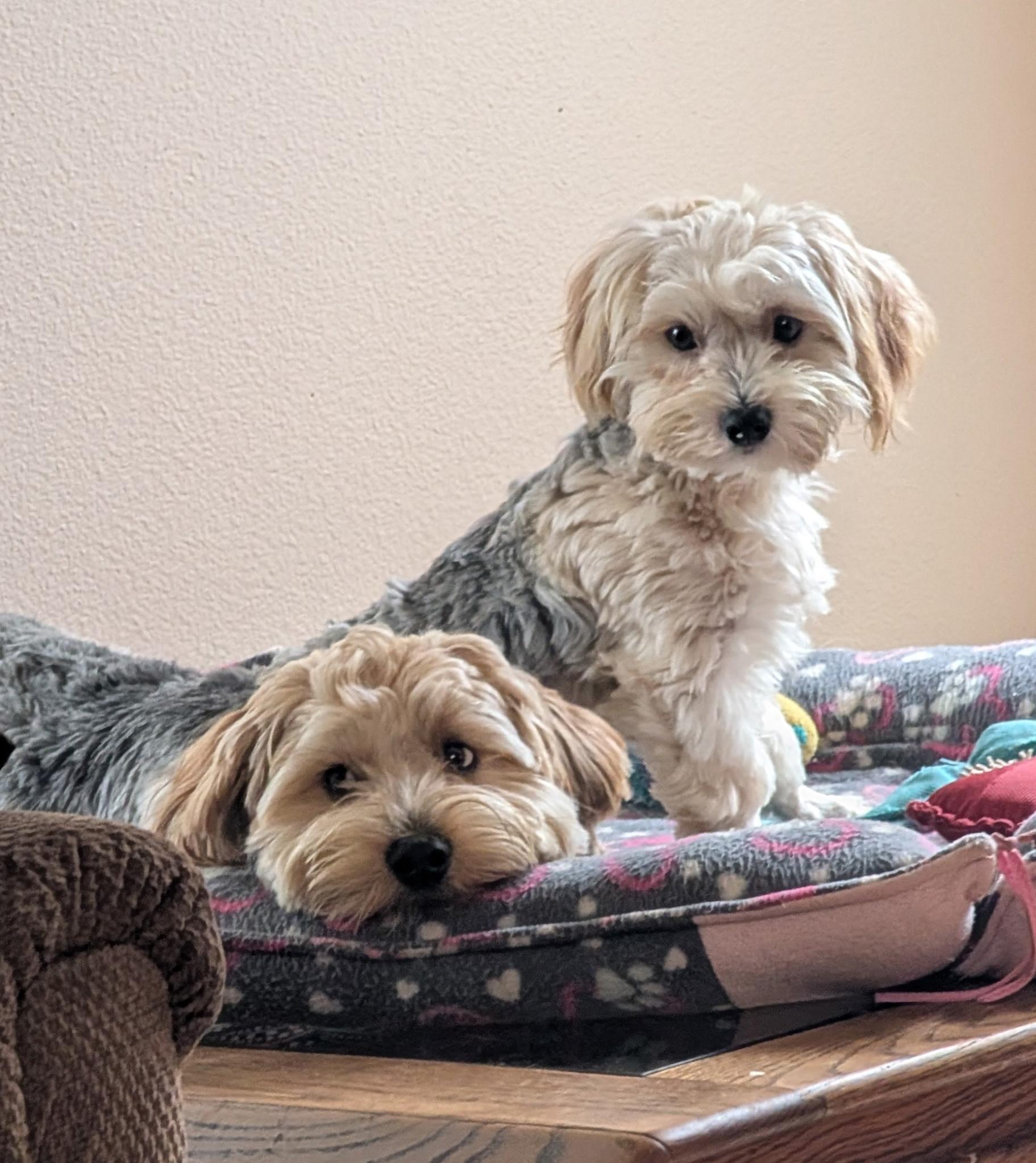 Ollie & Scrappy, a Adopted Morkie in Tacoma, WA image 1/6