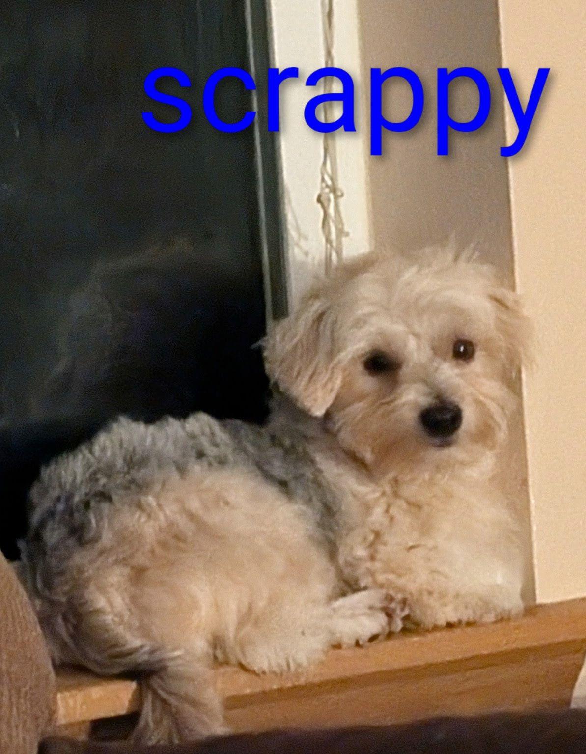 Ollie & Scrappy, a Adopted Morkie in Tacoma, WA image 6/6