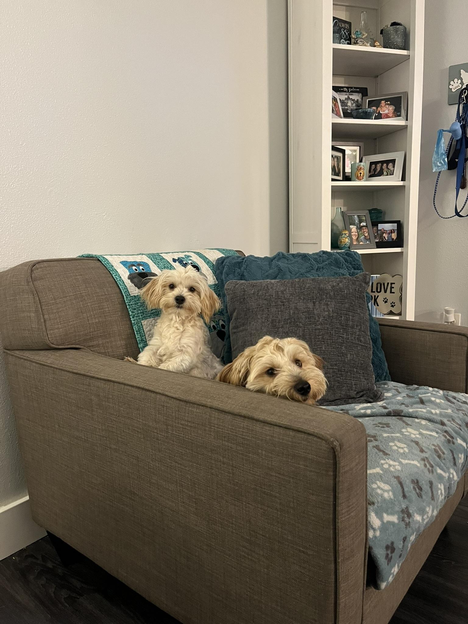 Ollie & Scrappy, a Adopted Morkie in Tacoma, WA image 2/6