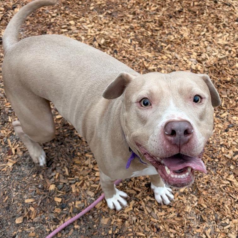 Diesel, Adoptable, Senior Male Mixed Breed.