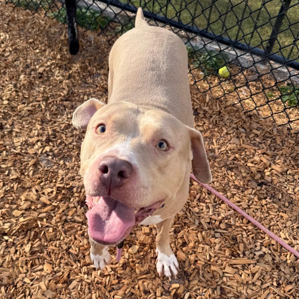 Diesel, a Adoptable Mixed Breed in Jacksonville, FL image 2/6