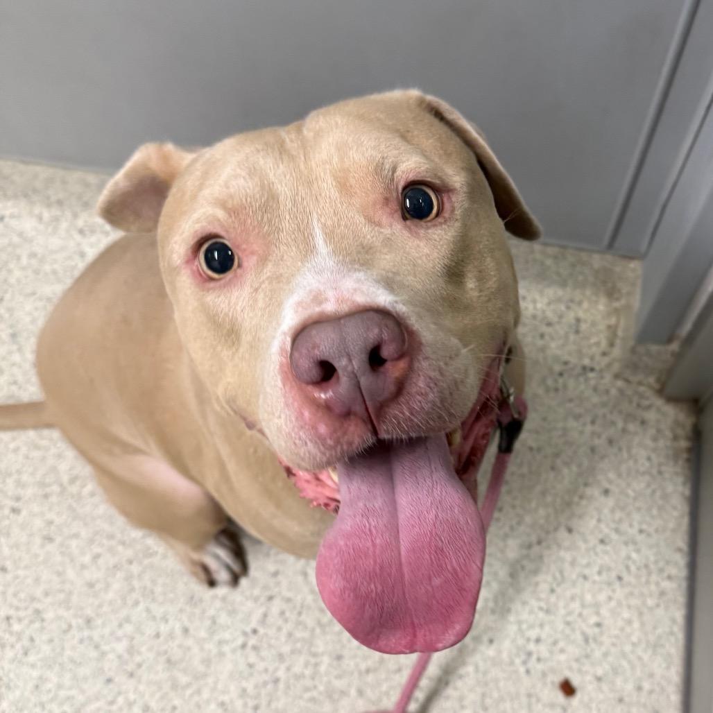 Diesel, a Adoptable Mixed Breed in Jacksonville, FL image 3/6