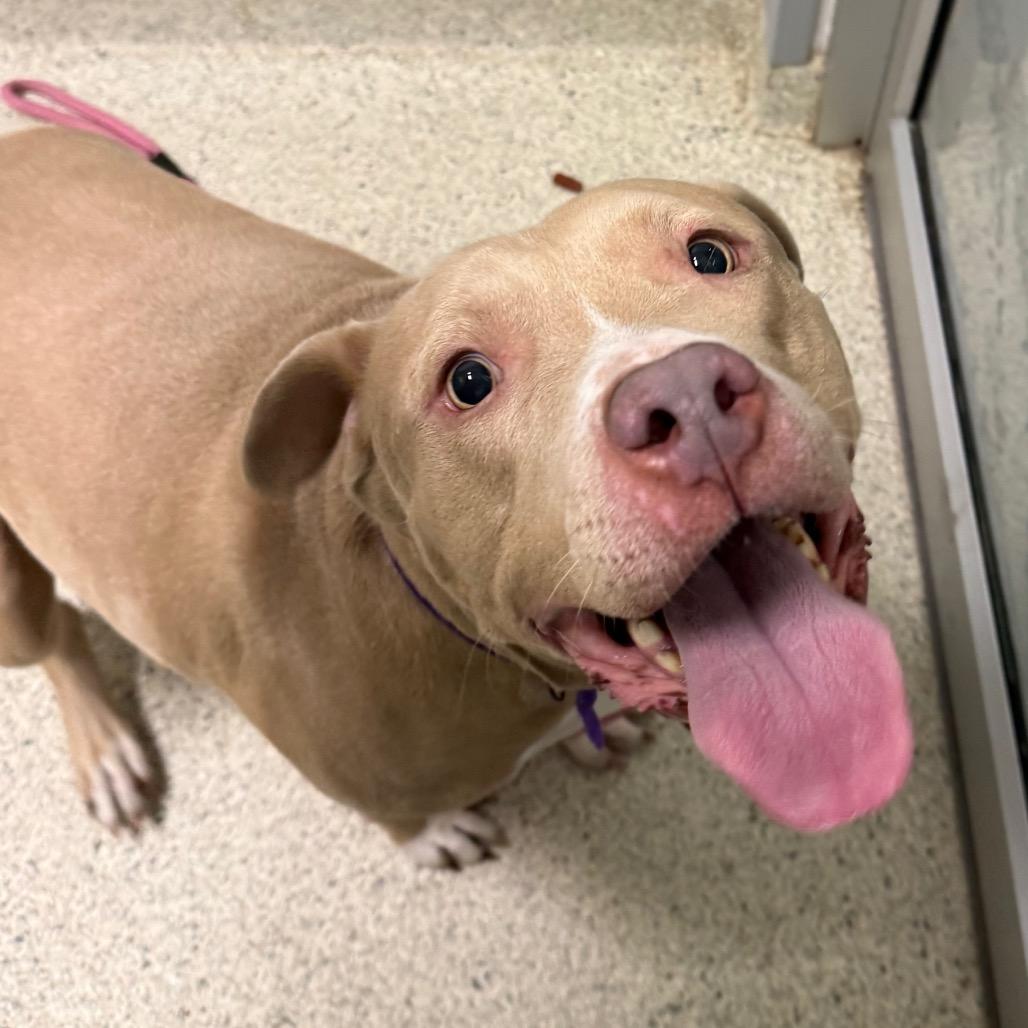 Diesel, a Adoptable Mixed Breed in Jacksonville, FL image 4/6