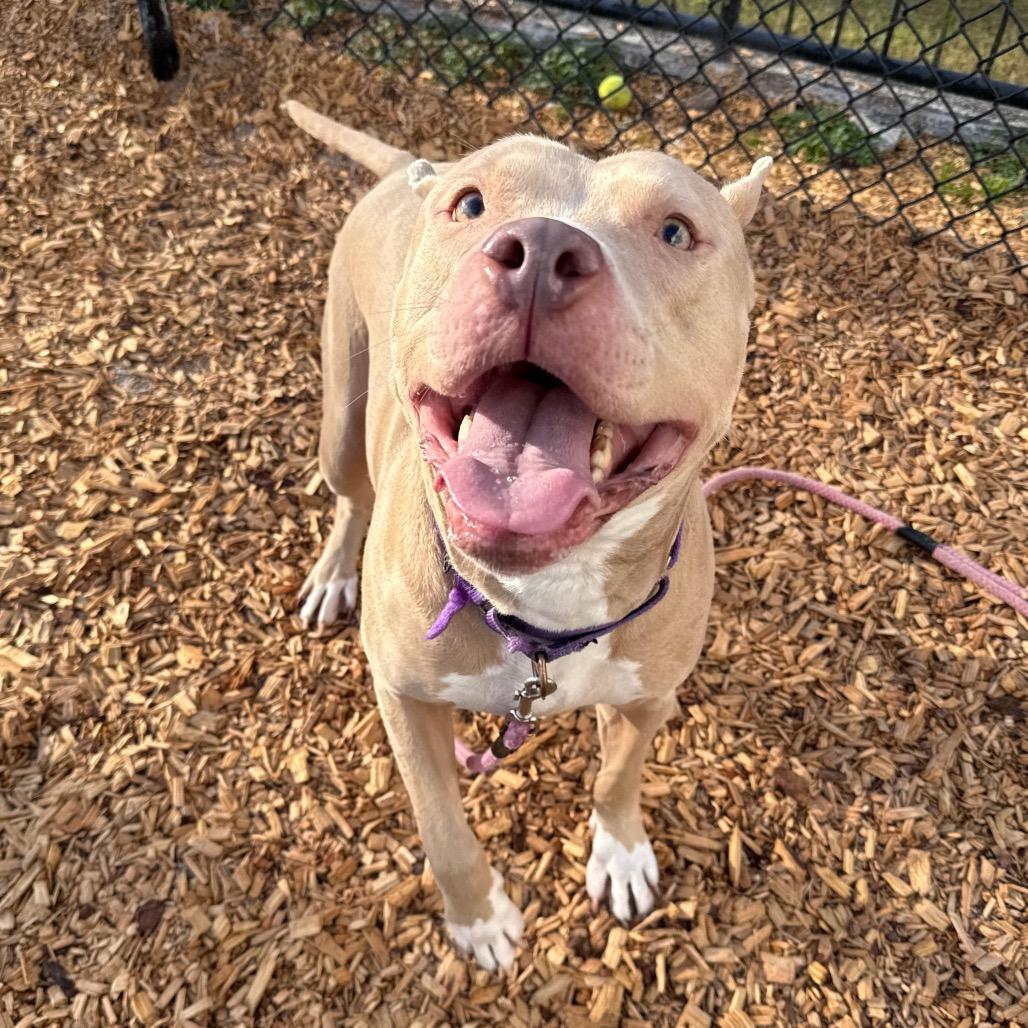 Diesel, a Adoptable Mixed Breed in Jacksonville, FL image 5/6