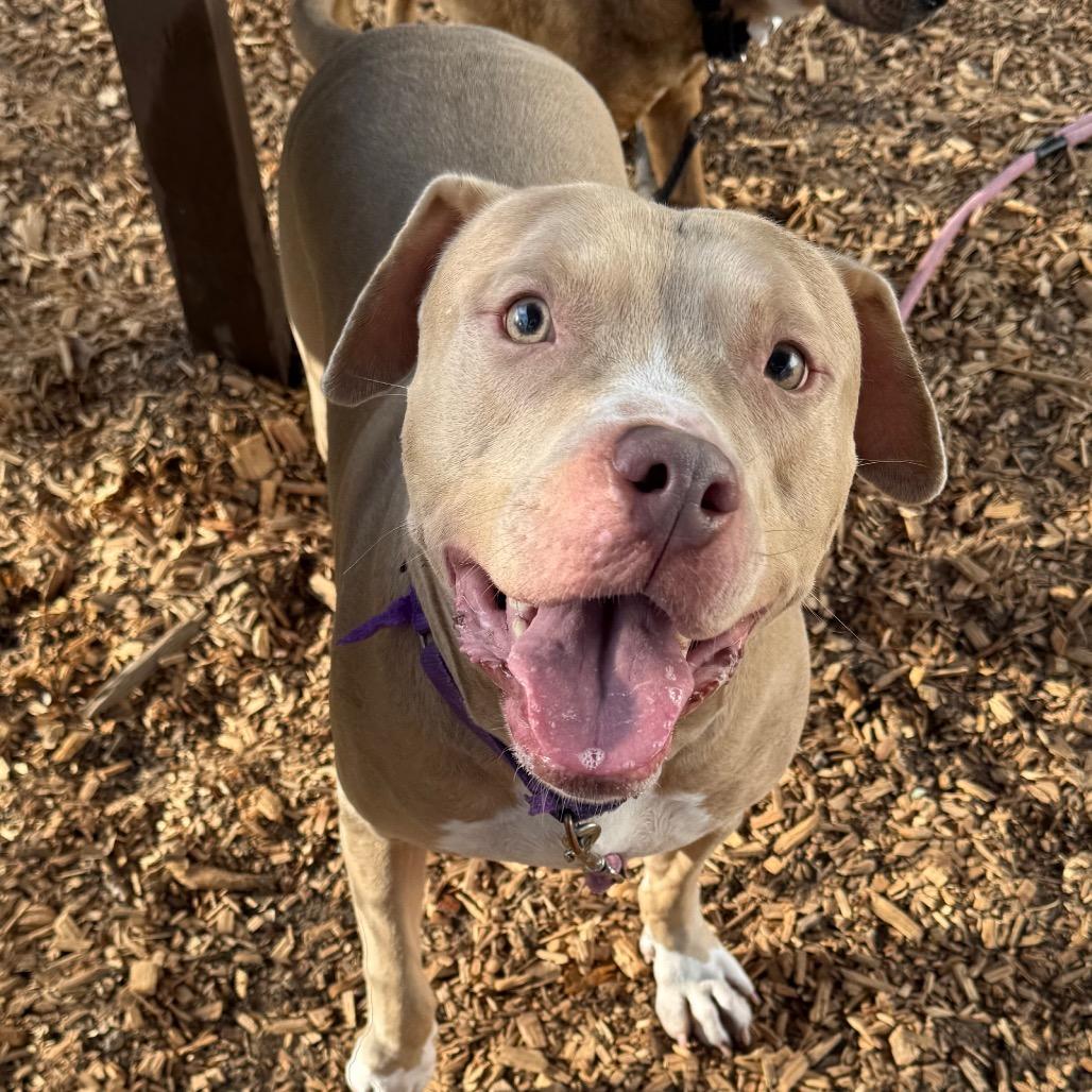 Diesel, a Adoptable Mixed Breed in Jacksonville, FL image 6/6