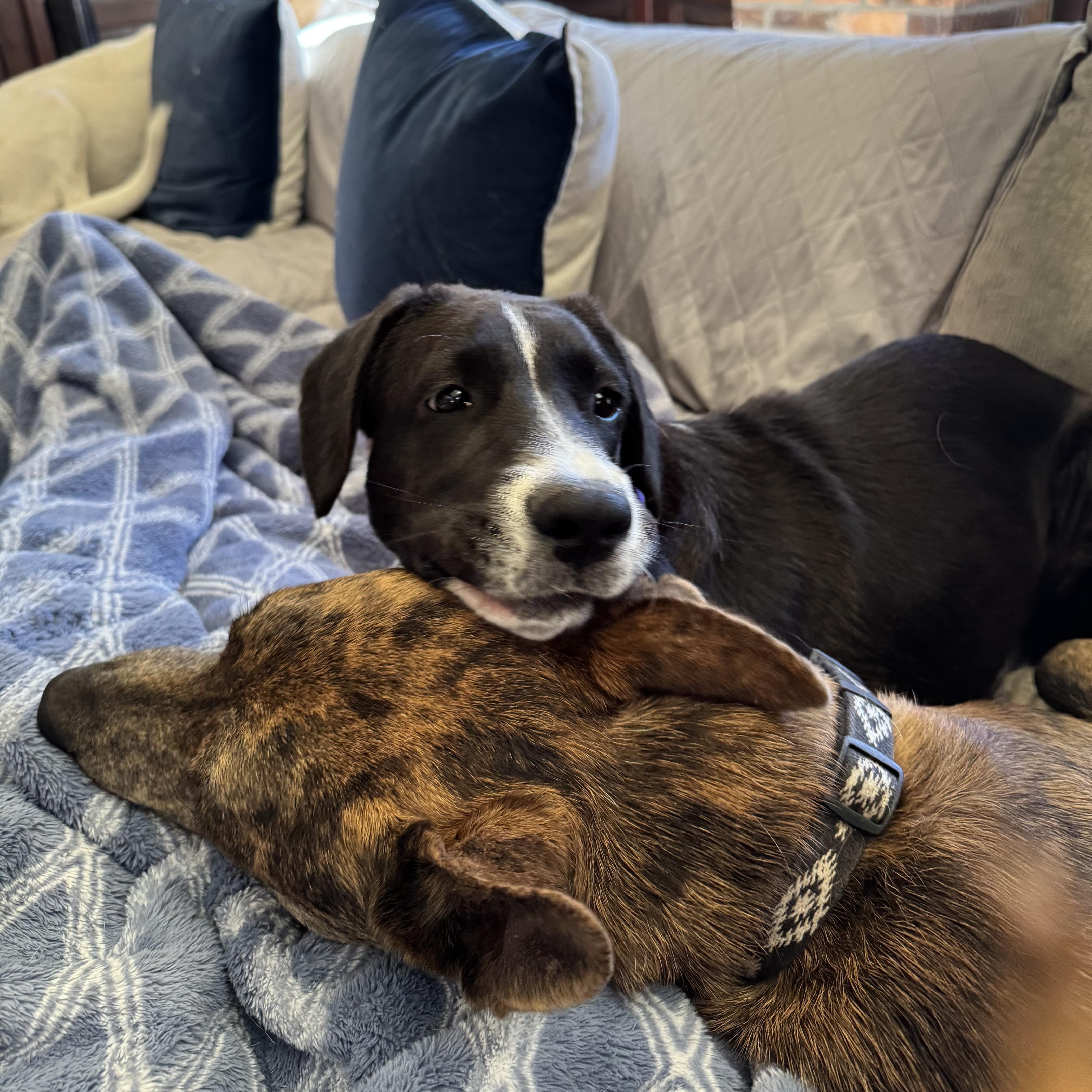 Enlarge Axle, an adoptable mixed breed in Chatham, NJ image 4/5