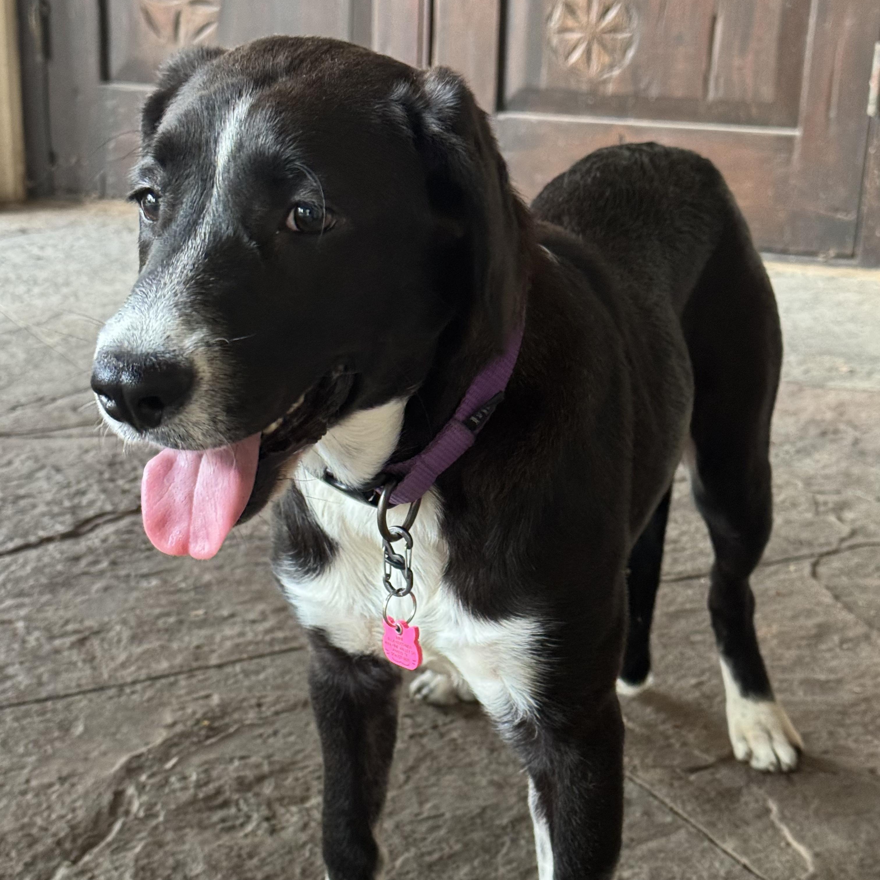 Enlarge Axle, an adoptable mixed breed in Chatham, NJ image 3/5