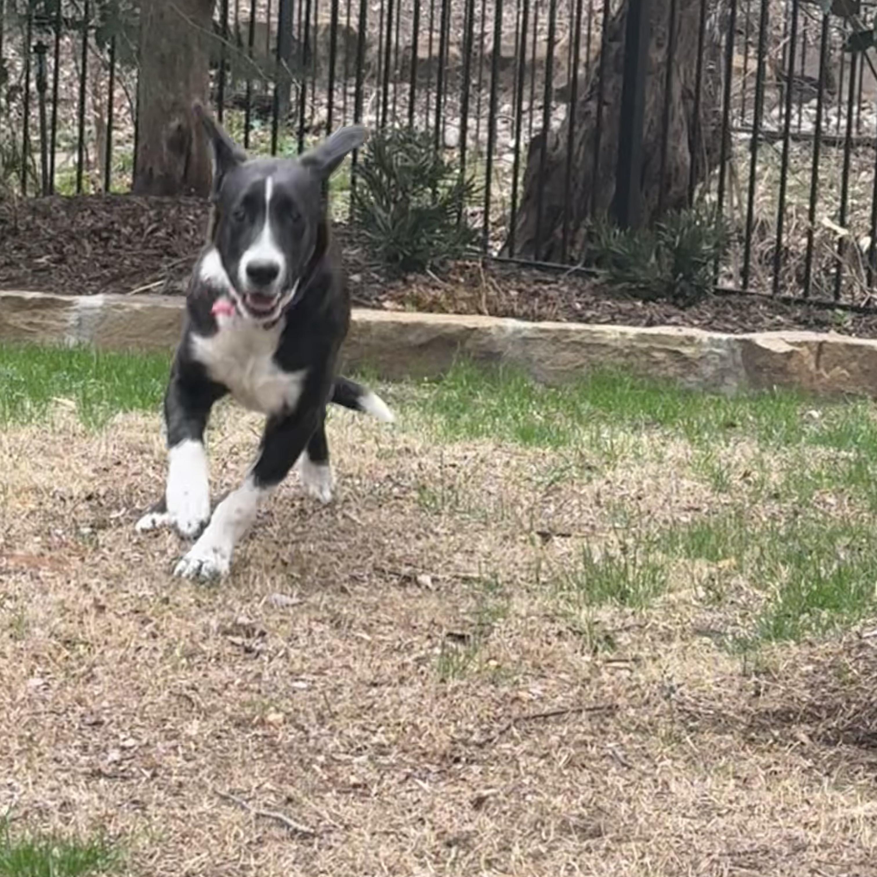 Enlarge Axle, an adoptable mixed breed in Chatham, NJ image 5/5