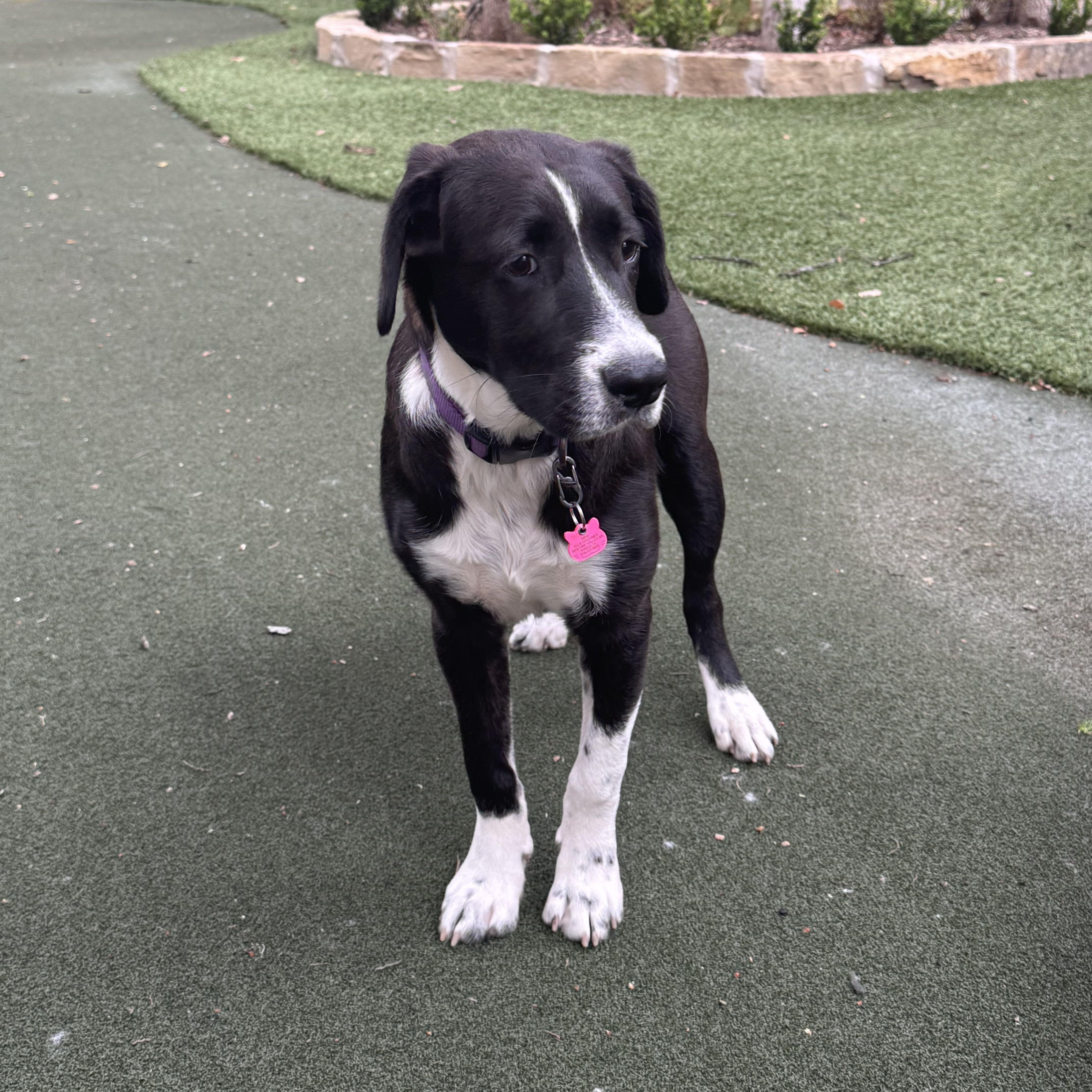 Enlarge Axle, an adoptable mixed breed in Chatham, NJ image 2/5