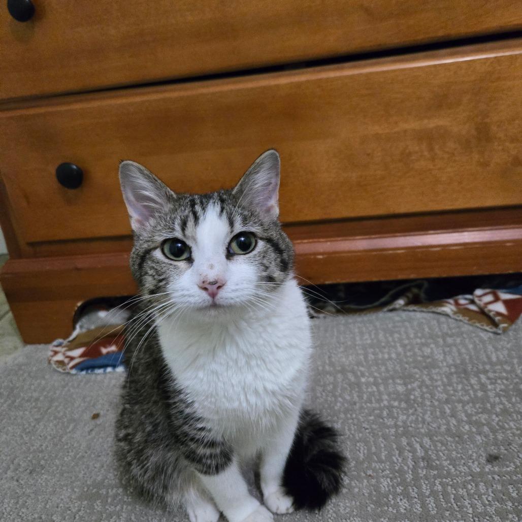 Gertrude, a Adoptable Domestic Short Hair in Grand Rapids, MN image 1/6