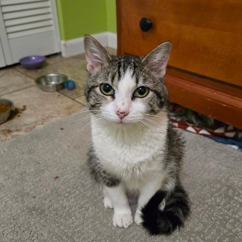 Gertrude, a Adoptable Domestic Short Hair in Grand Rapids, MN image 4/6
