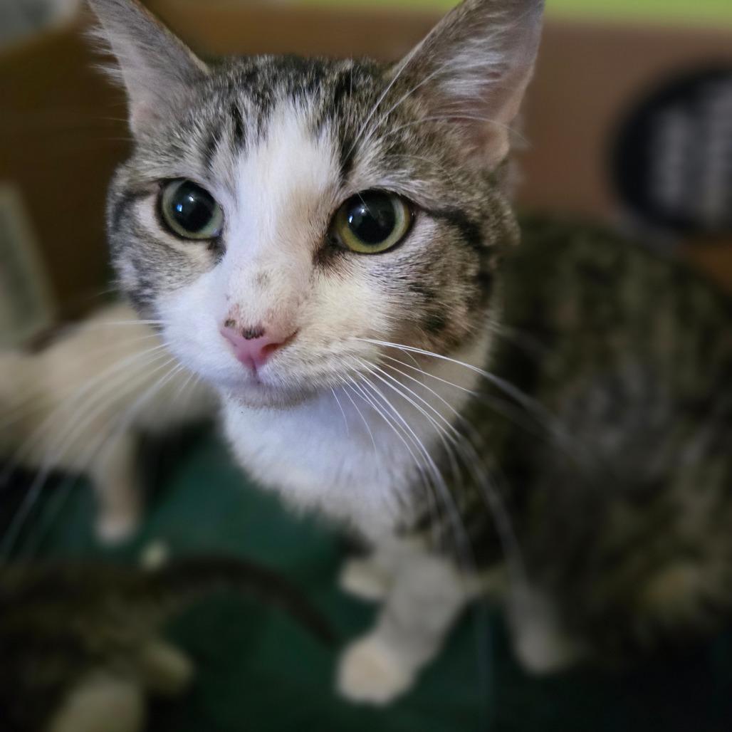 Gertrude, a Adoptable Domestic Short Hair in Grand Rapids, MN image 5/6