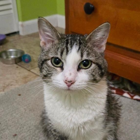 Gertrude, a Adoptable Domestic Short Hair in Grand Rapids, MN image 1/6